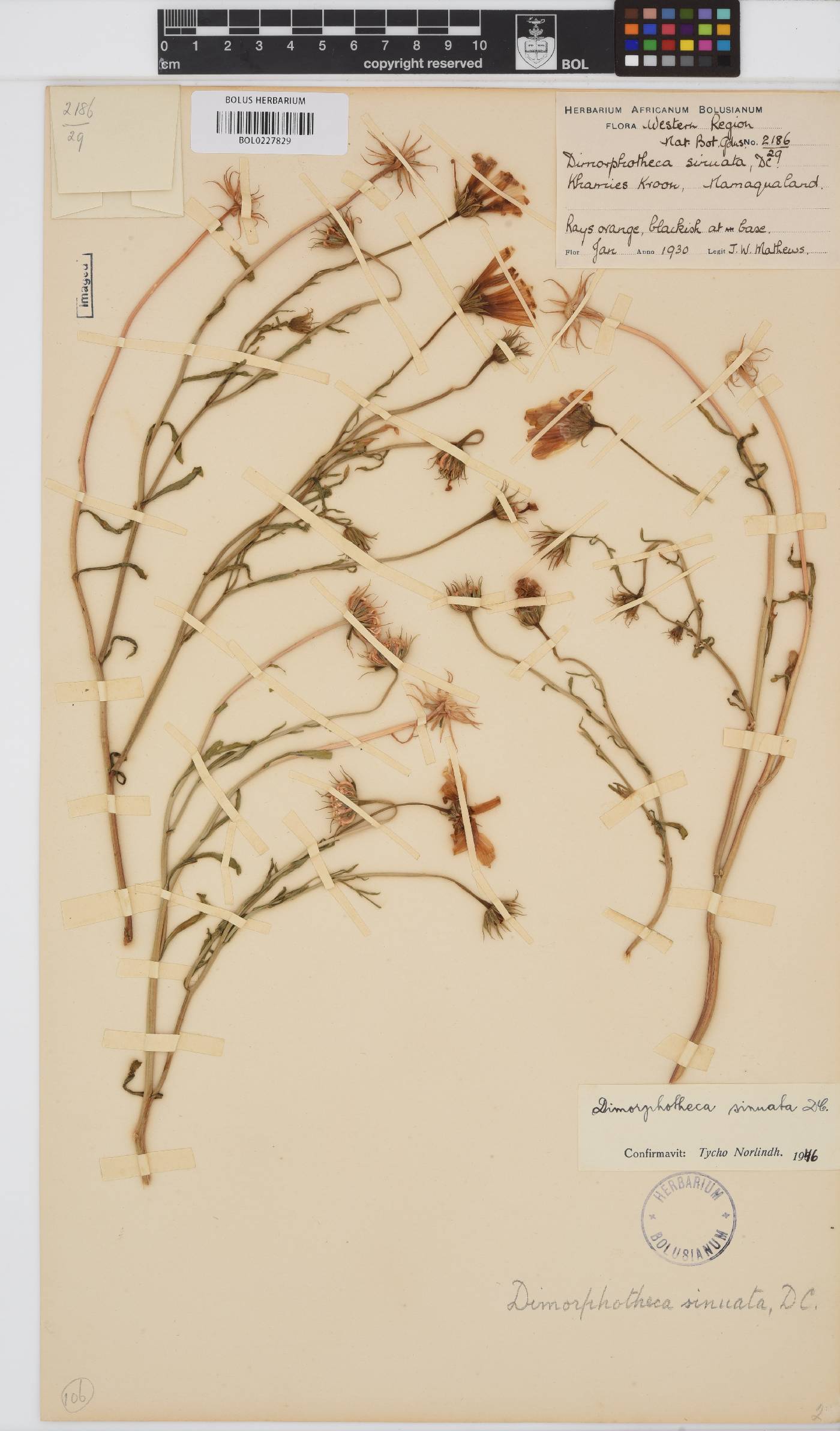 Dimorphotheca sinuata image
