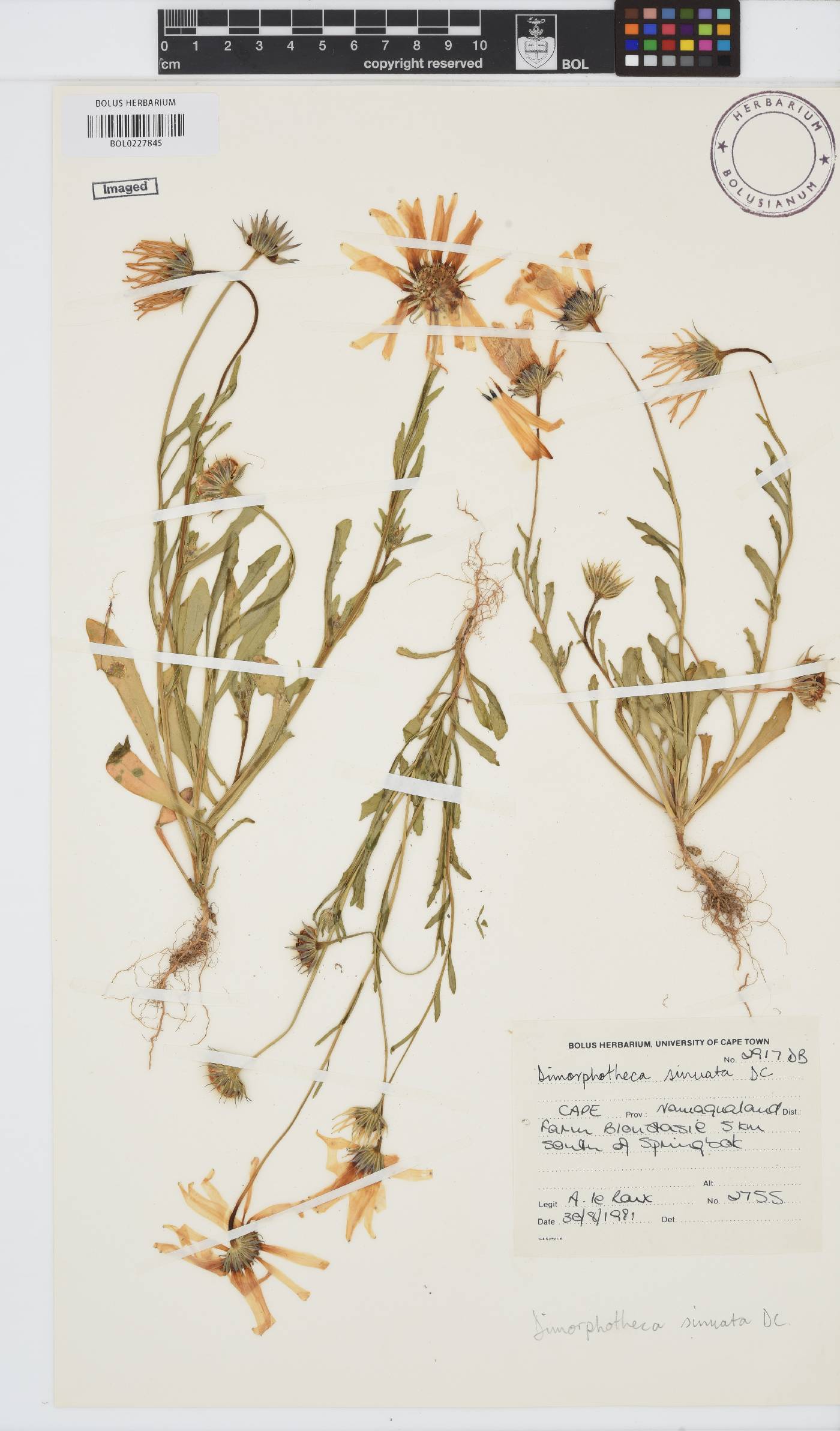 Dimorphotheca sinuata image