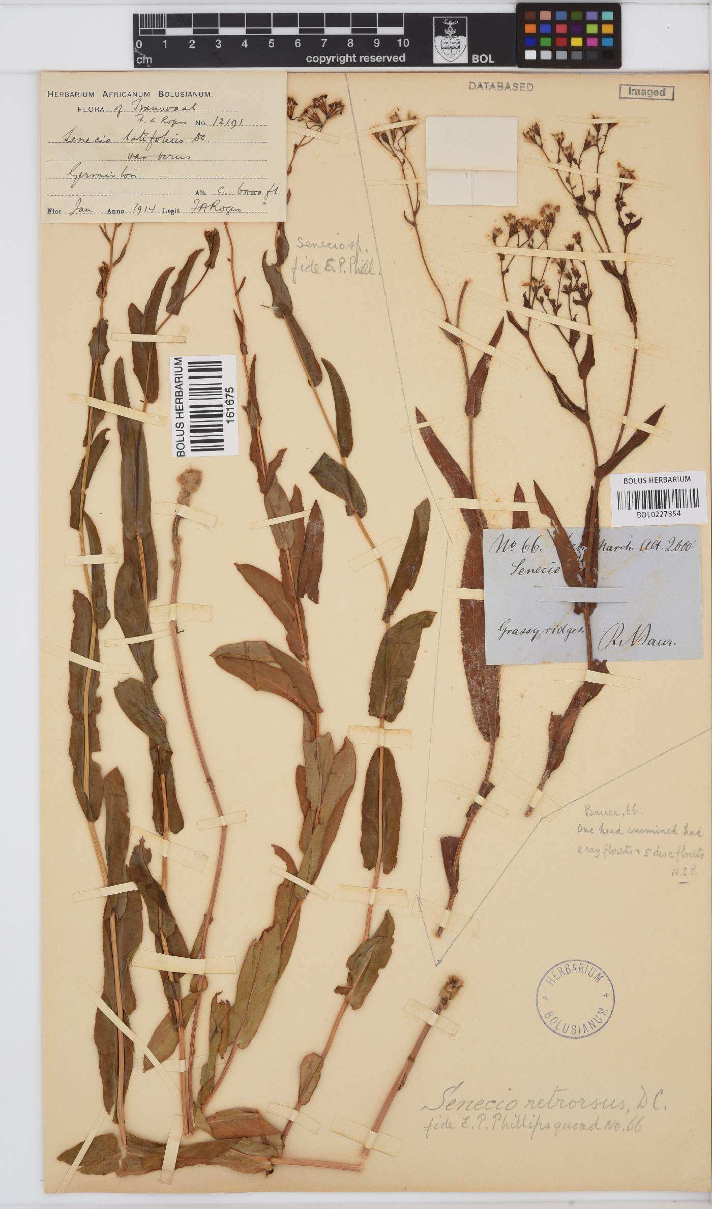 Senecio retrorsus image