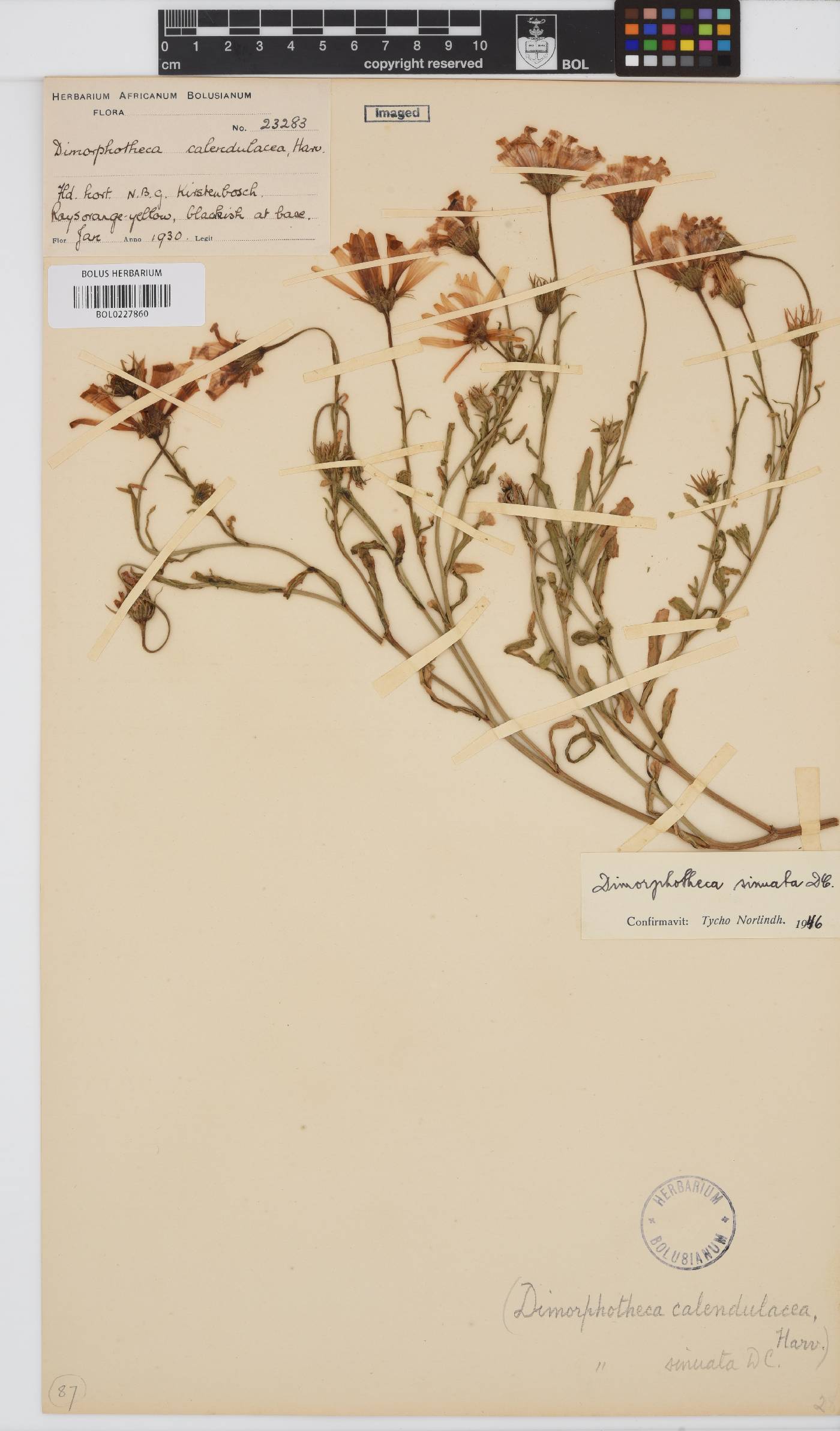 Dimorphotheca sinuata image