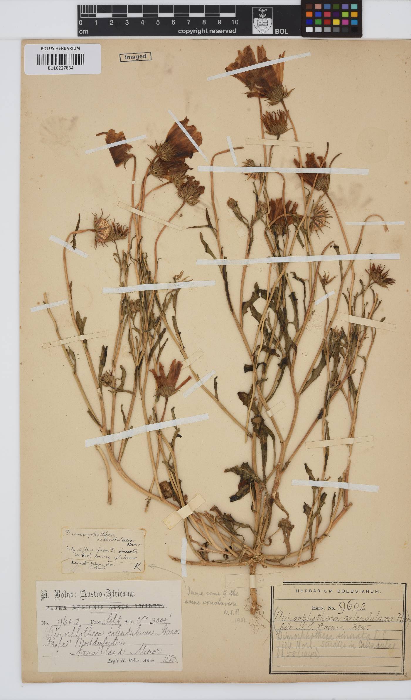 Dimorphotheca sinuata image