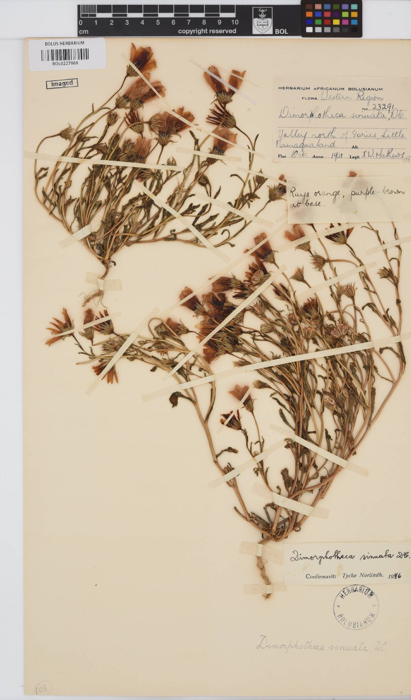 Dimorphotheca sinuata image