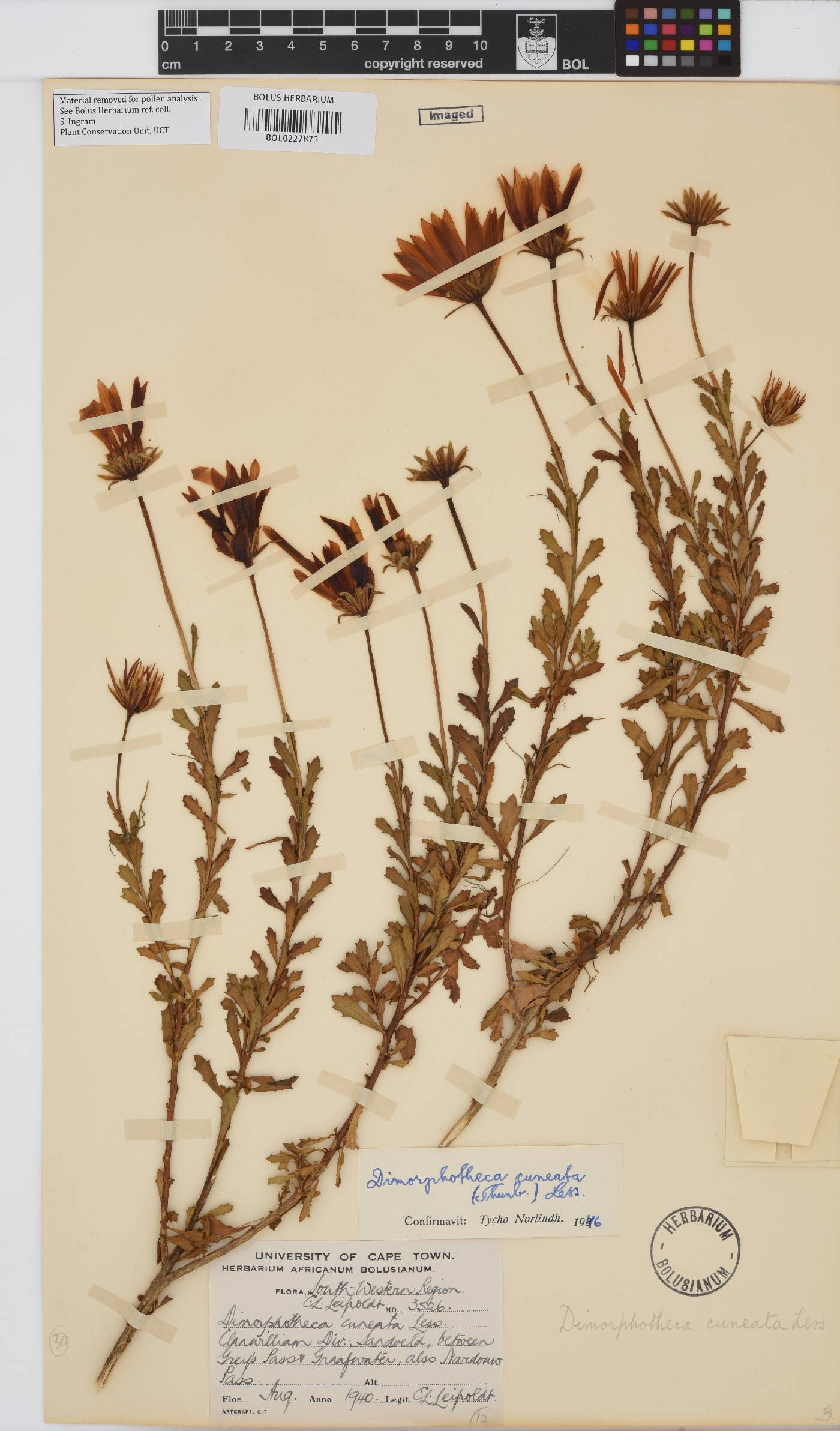 Dimorphotheca cuneata image
