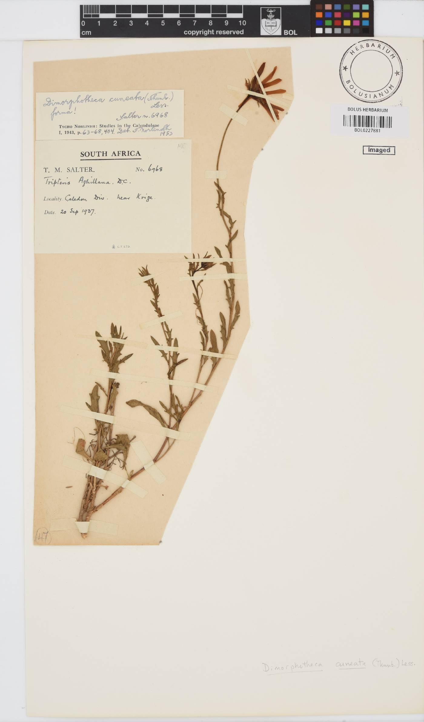 Dimorphotheca cuneata image