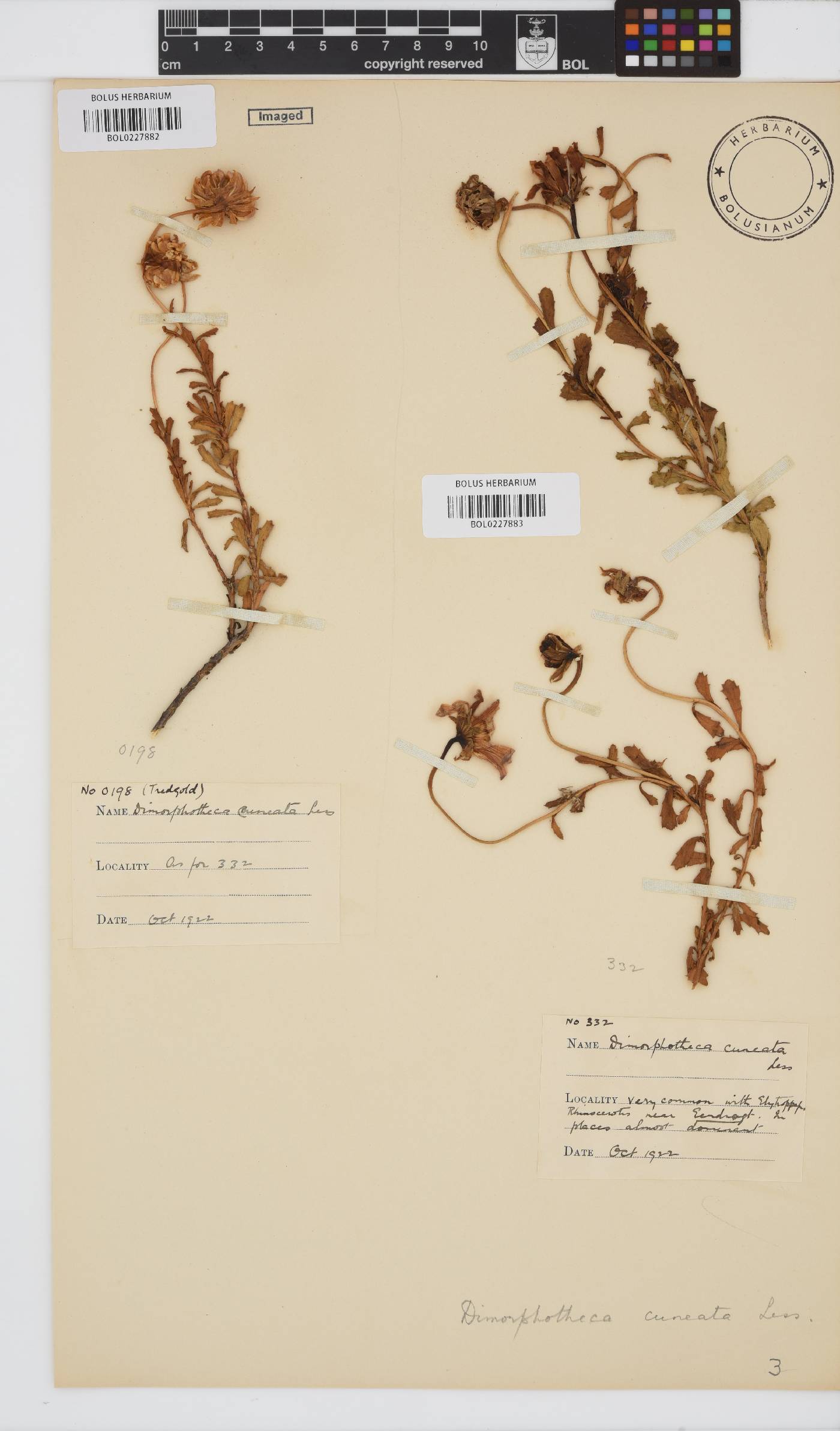 Dimorphotheca cuneata image