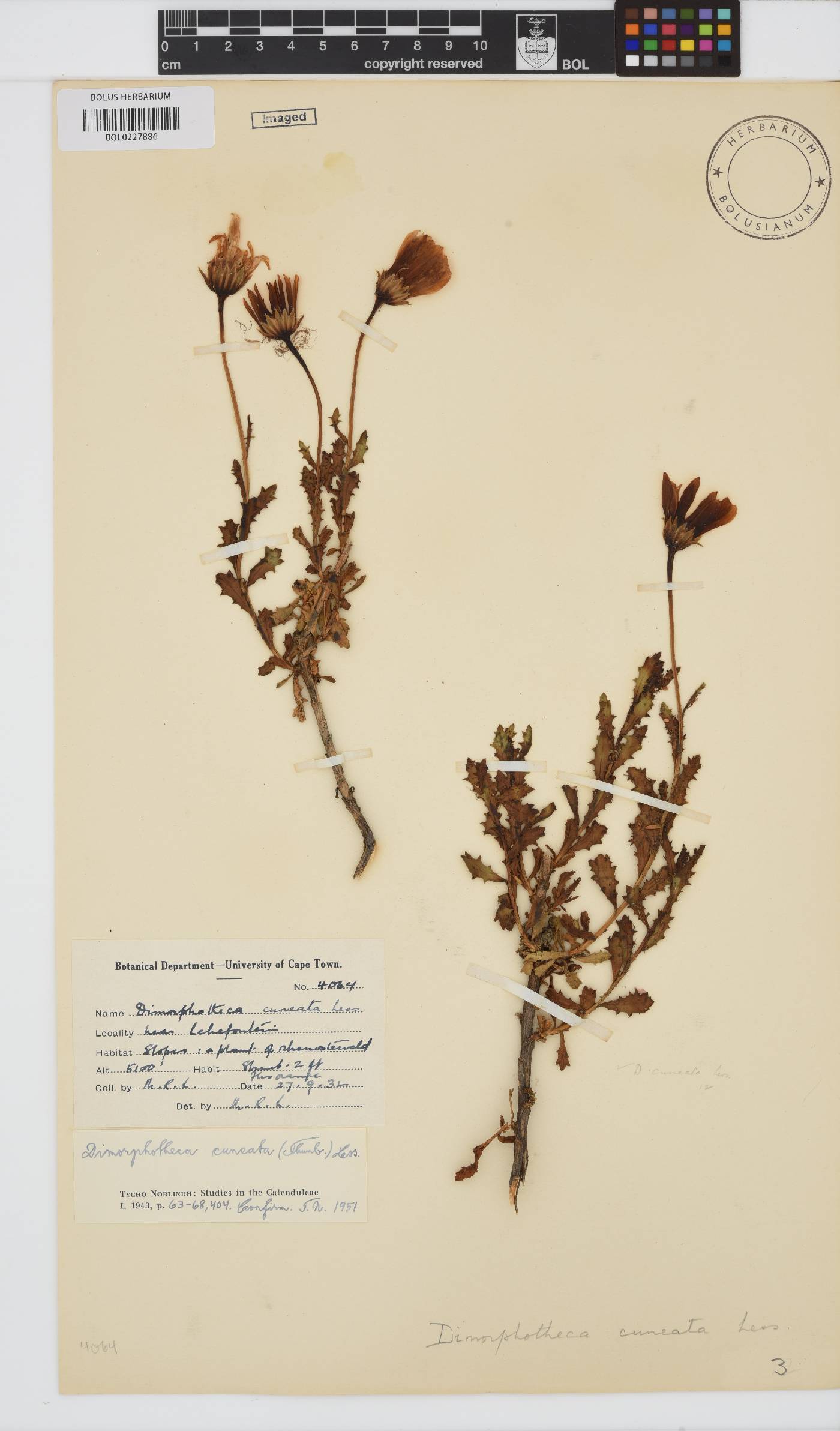 Dimorphotheca cuneata image