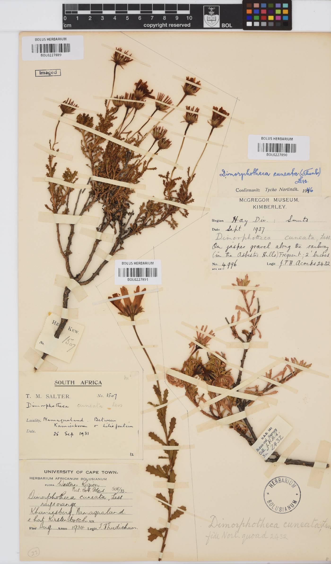 Dimorphotheca cuneata image