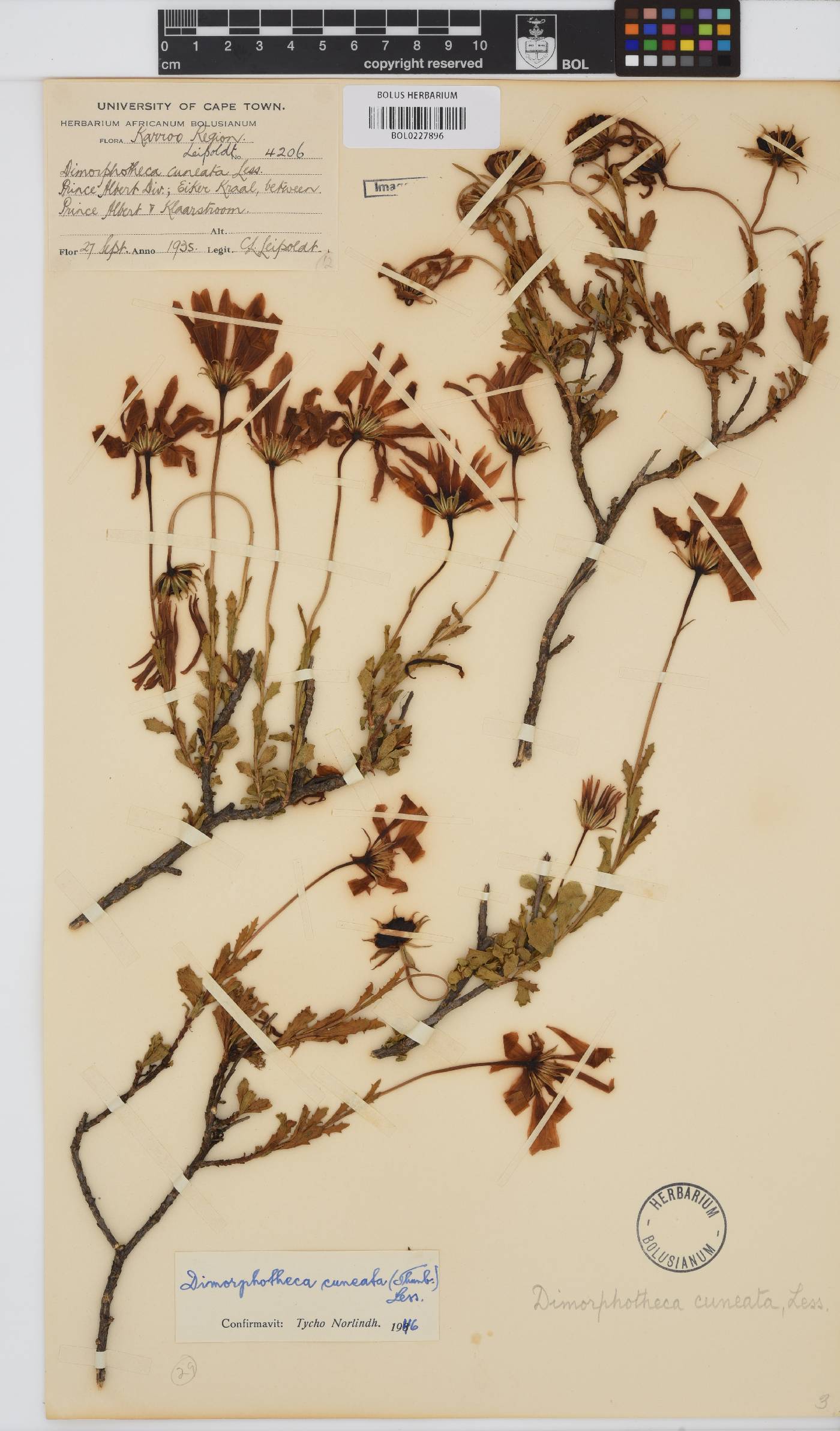 Dimorphotheca cuneata image