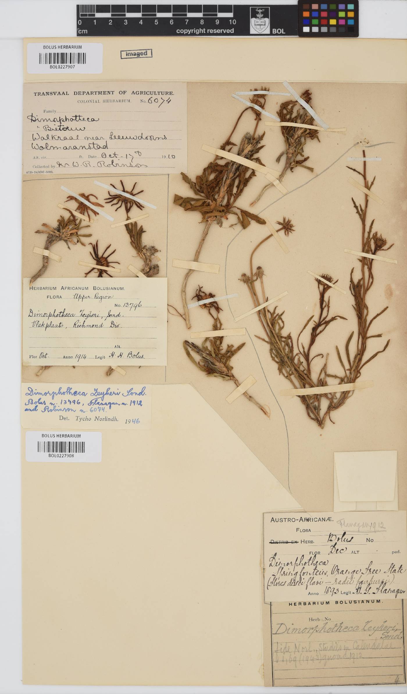 Dimorphotheca zeyheri image