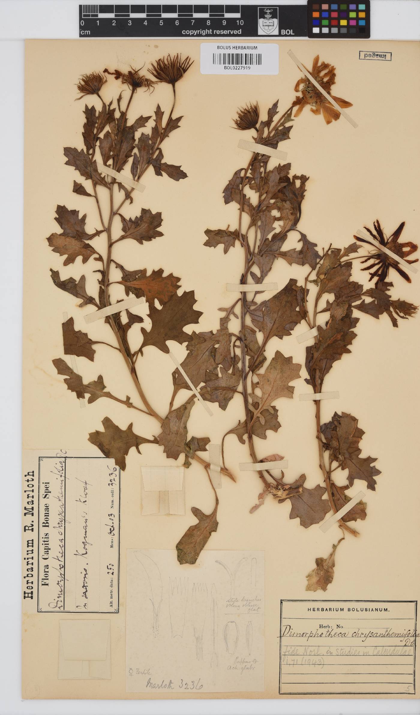 Dimorphotheca chrysanthemifolia image