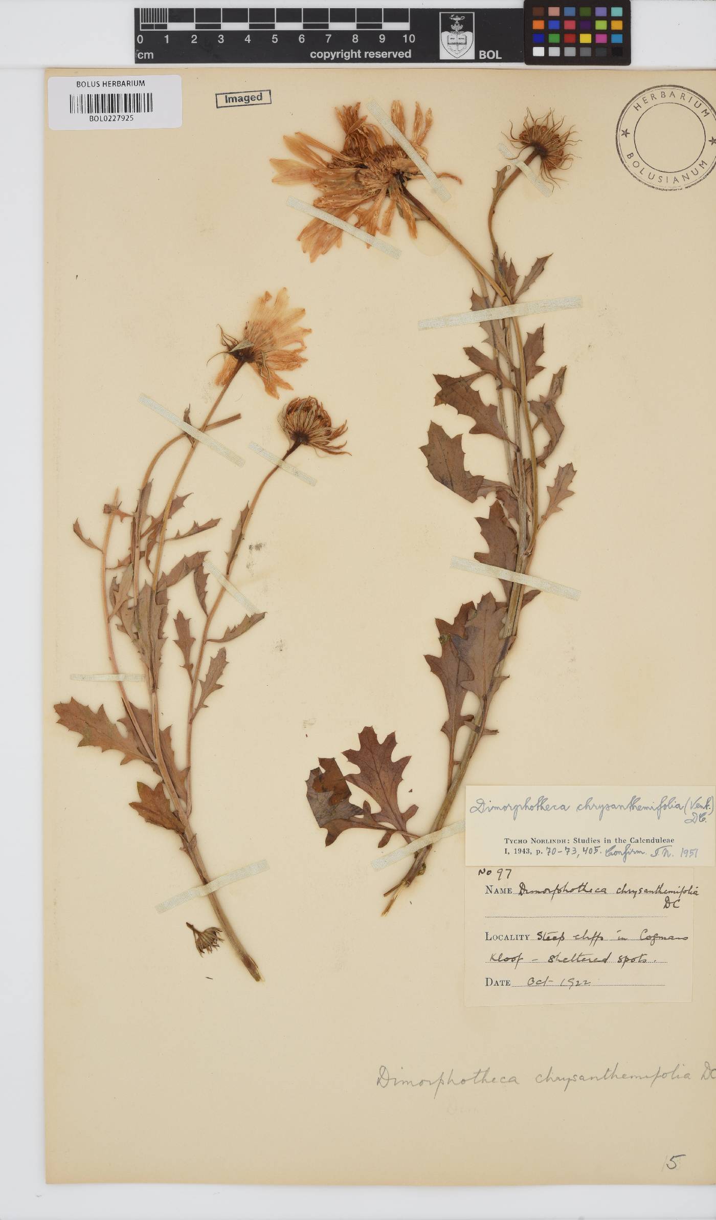 Dimorphotheca chrysanthemifolia image