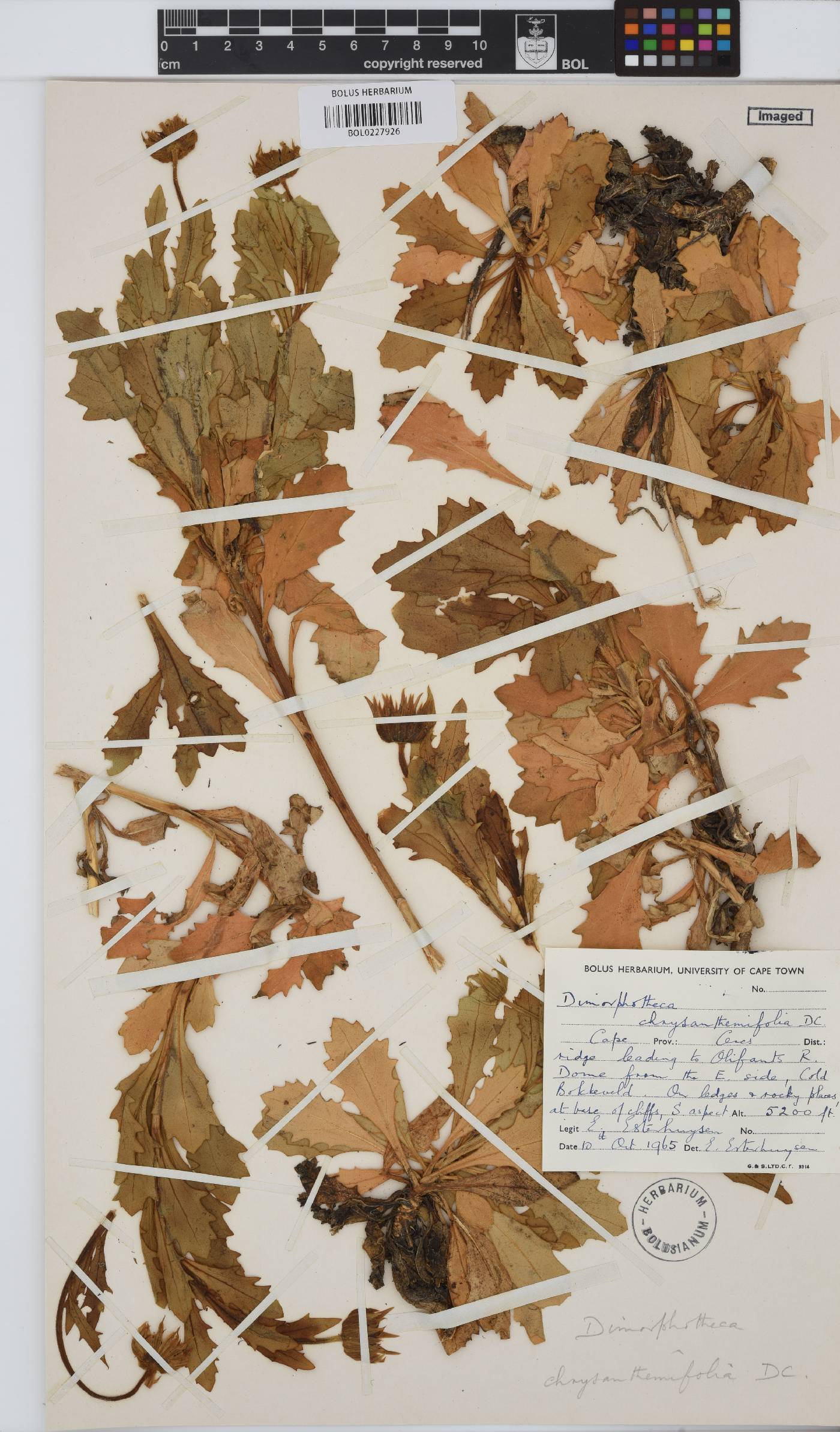 Dimorphotheca chrysanthemifolia image