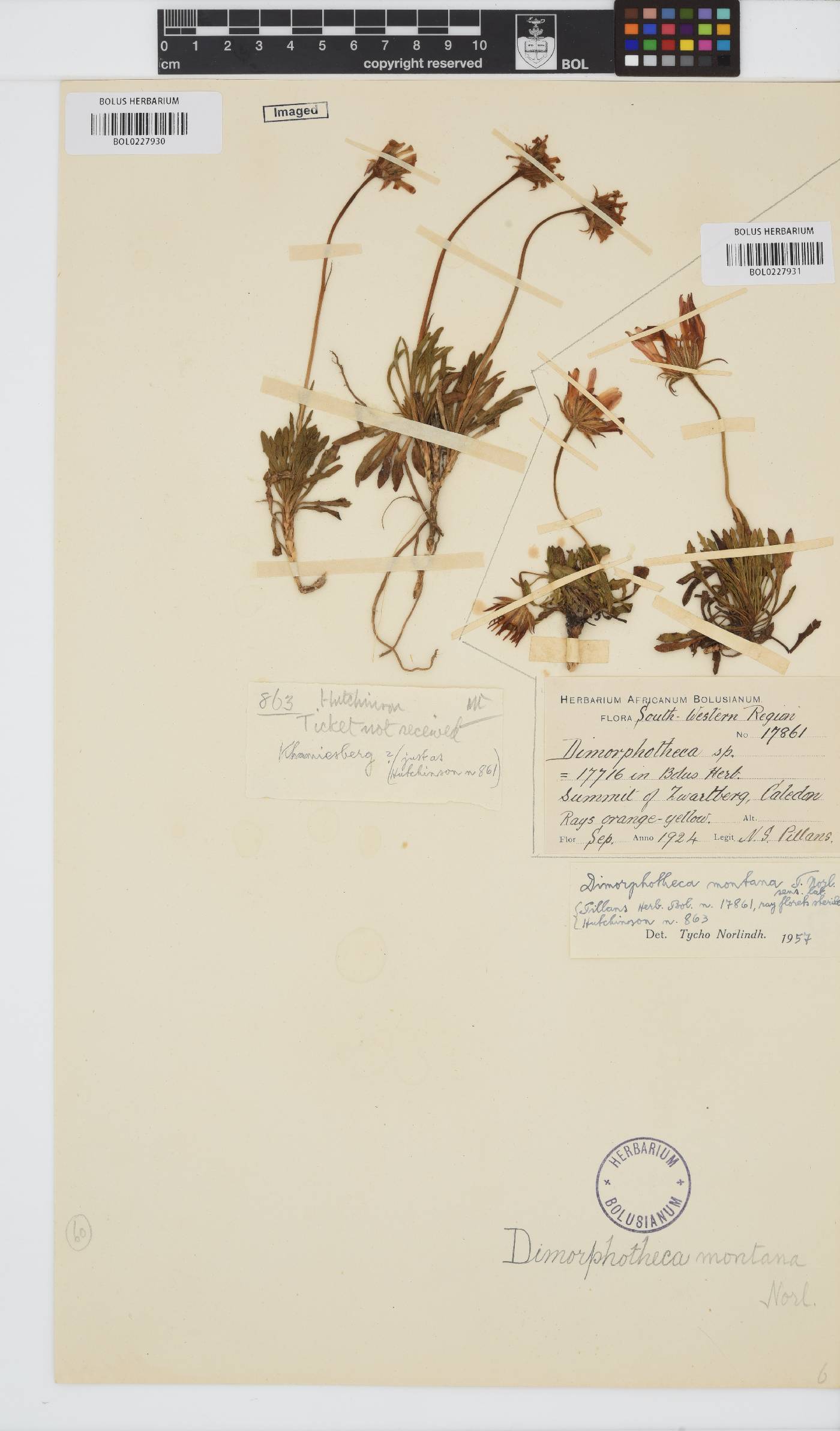 Dimorphotheca image