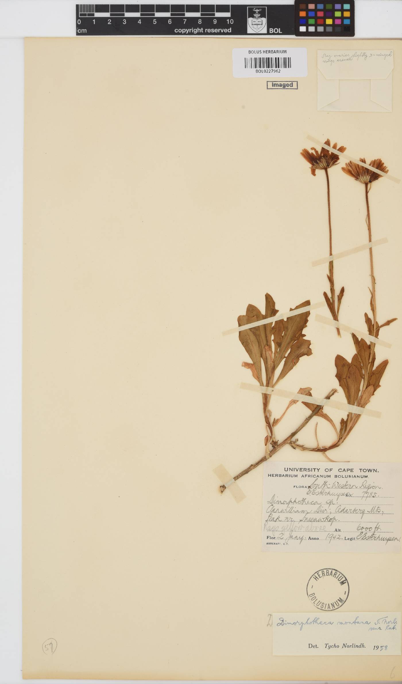Dimorphotheca montana image