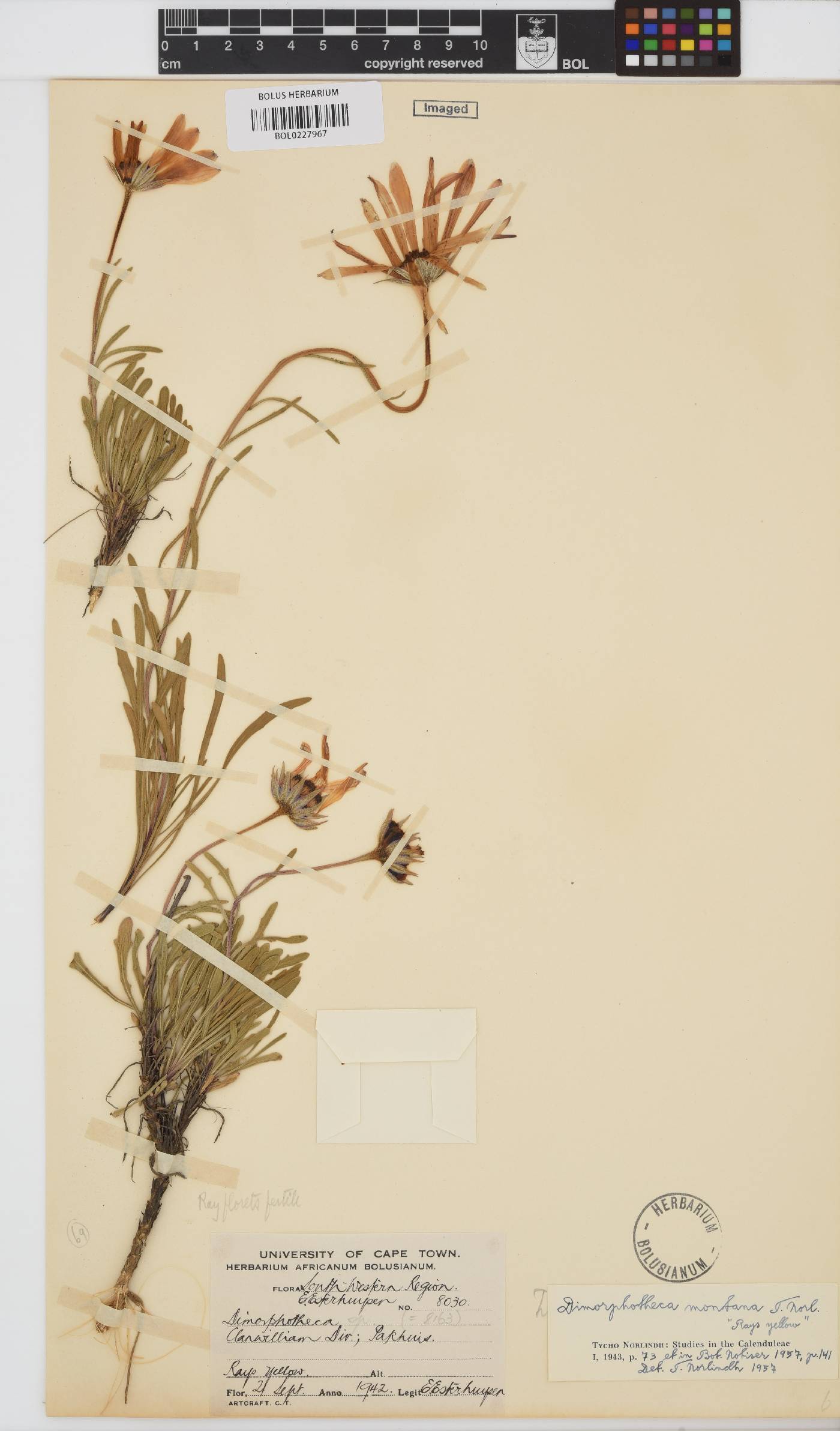 Dimorphotheca montana image