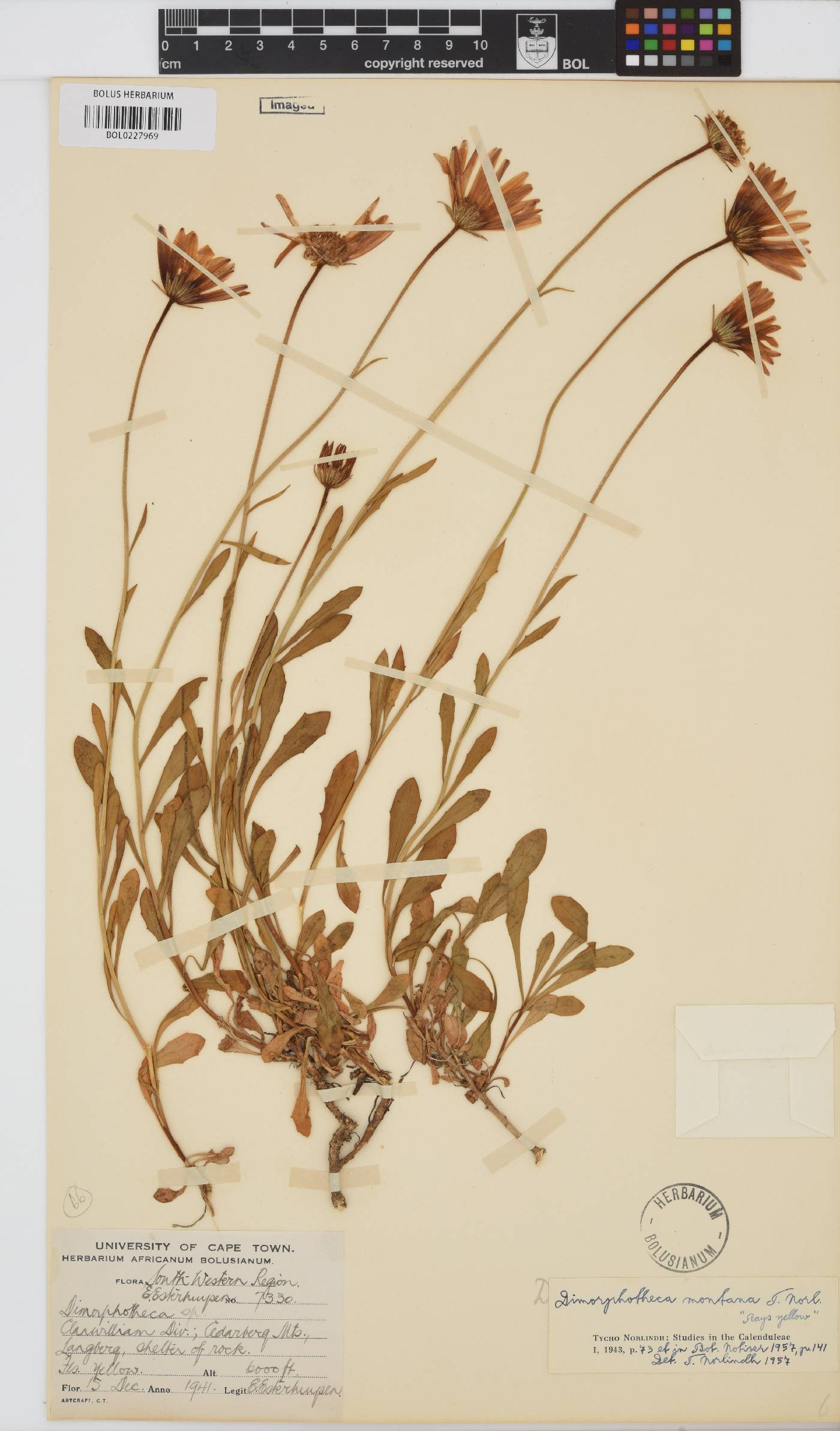 Dimorphotheca montana image