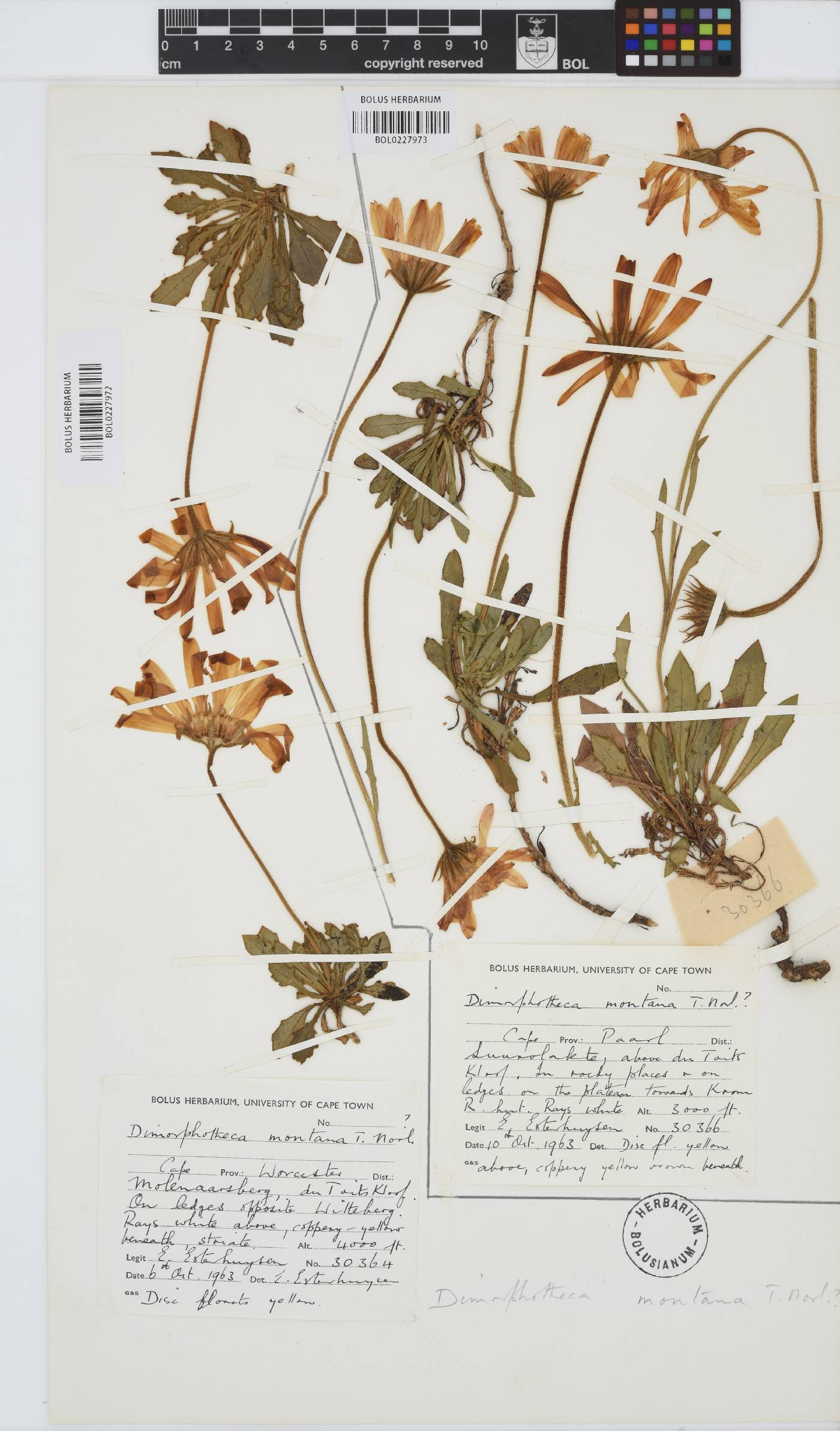 Dimorphotheca montana image