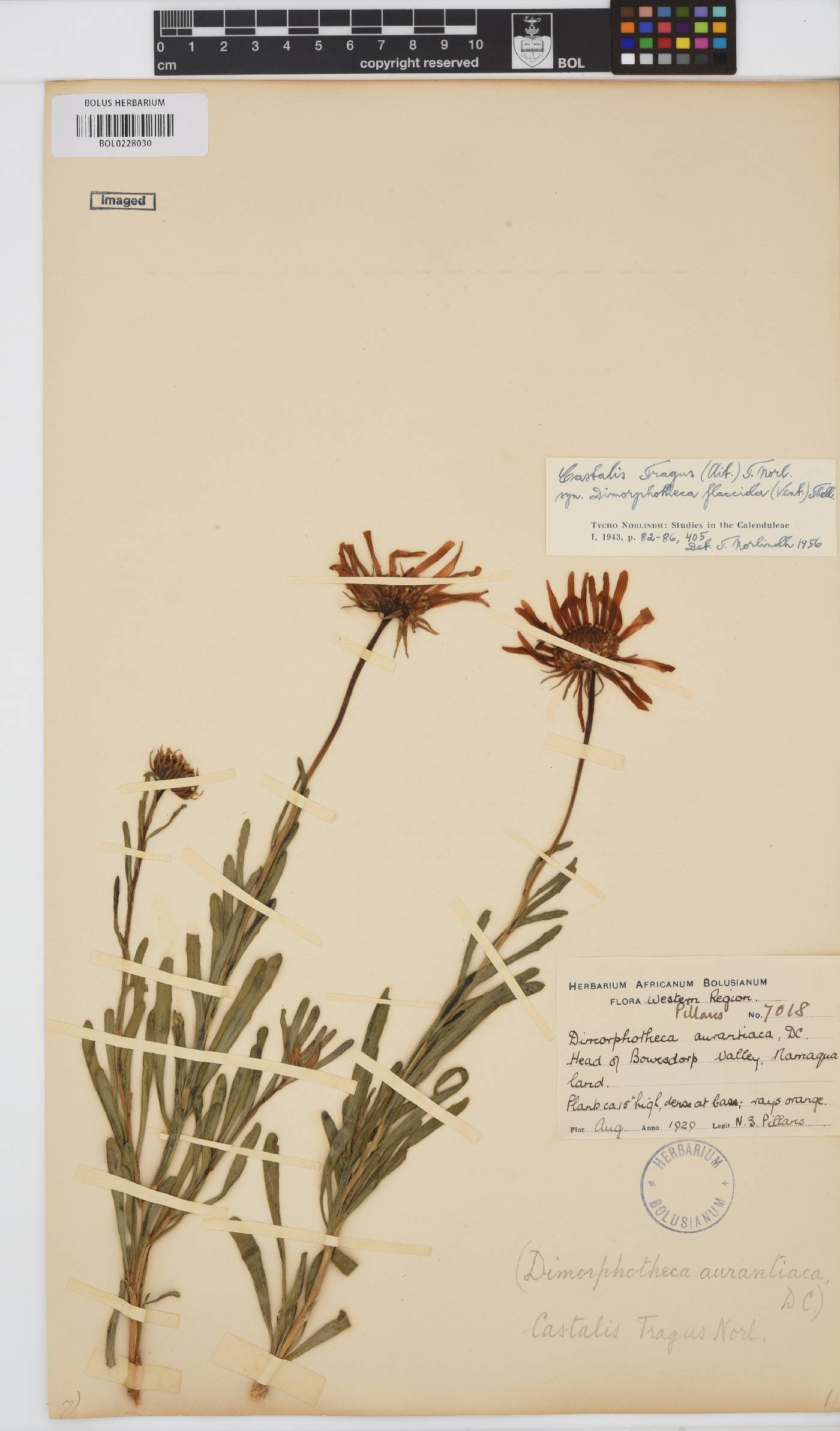 Dimorphotheca tragus image
