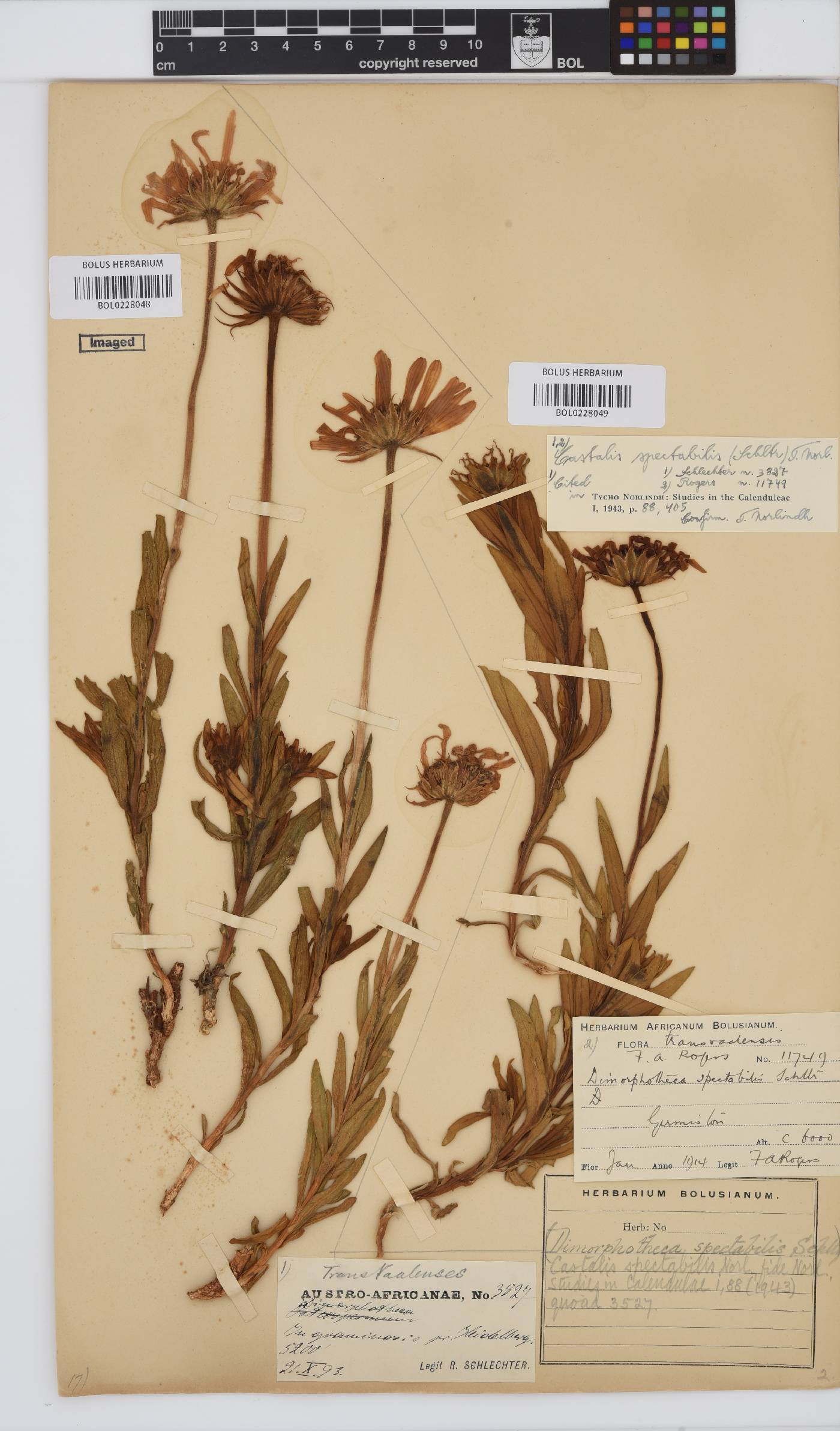 Dimorphotheca spectabilis image