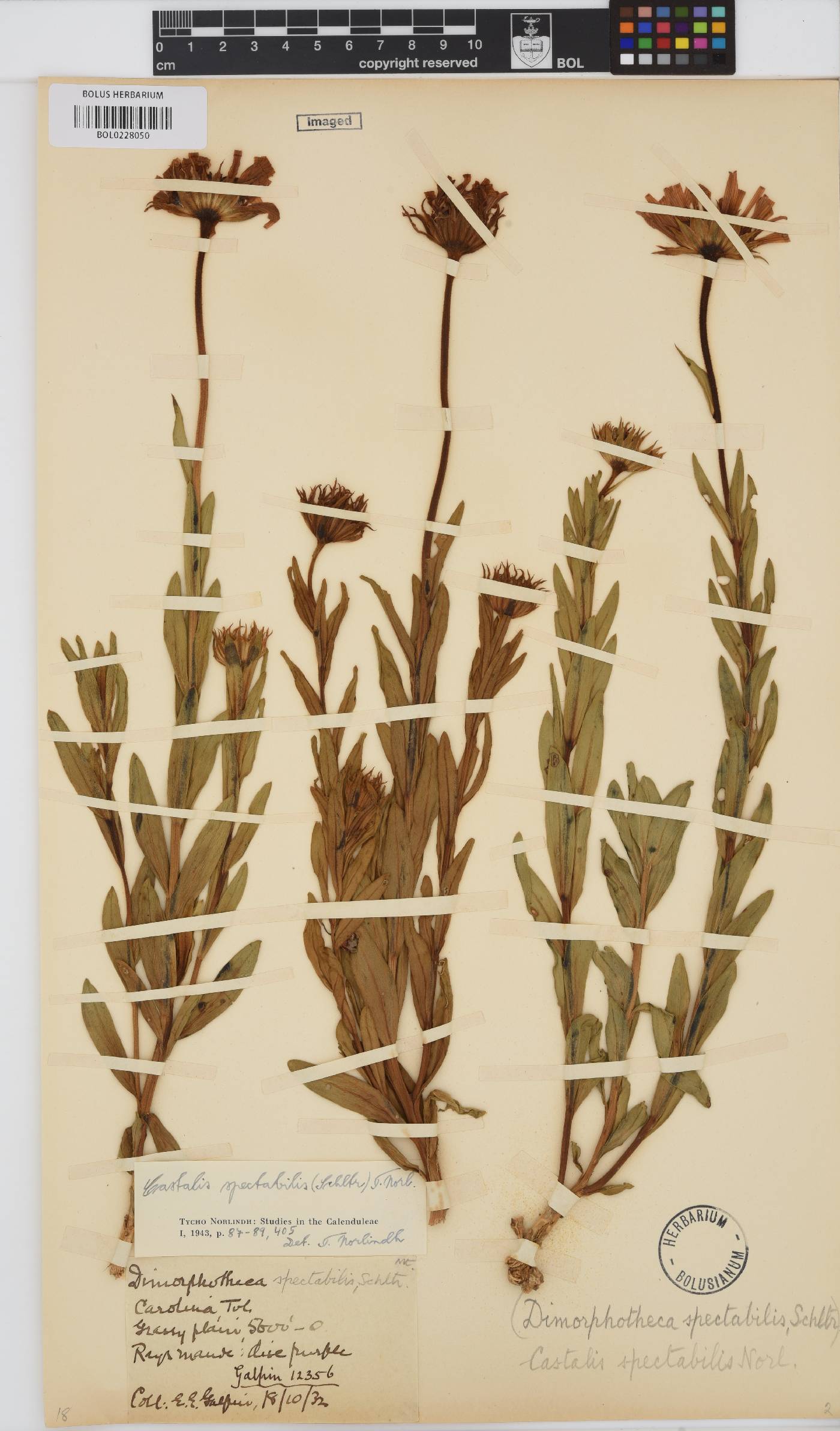 Dimorphotheca spectabilis image