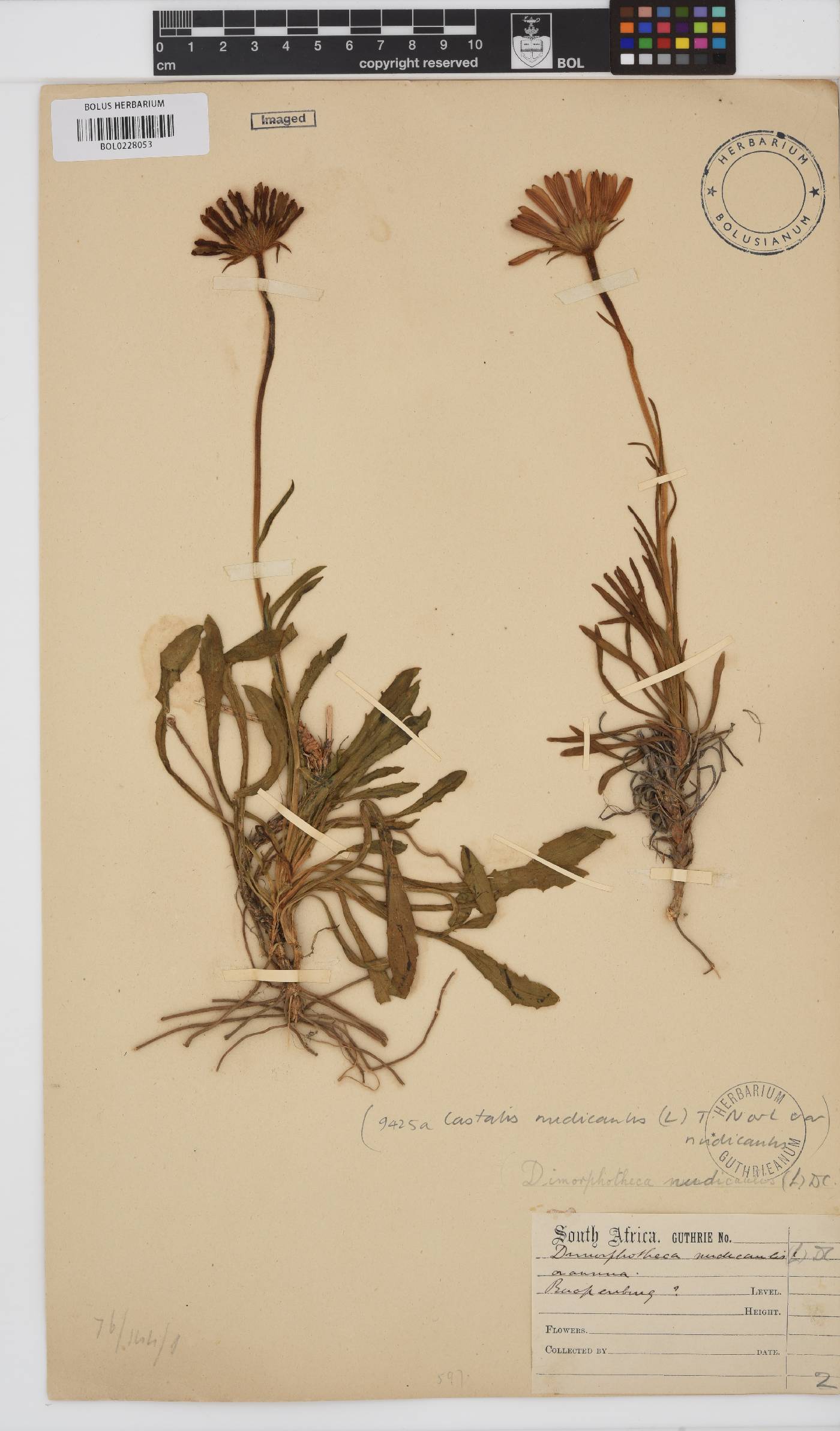 Dimorphotheca nudicaulis image