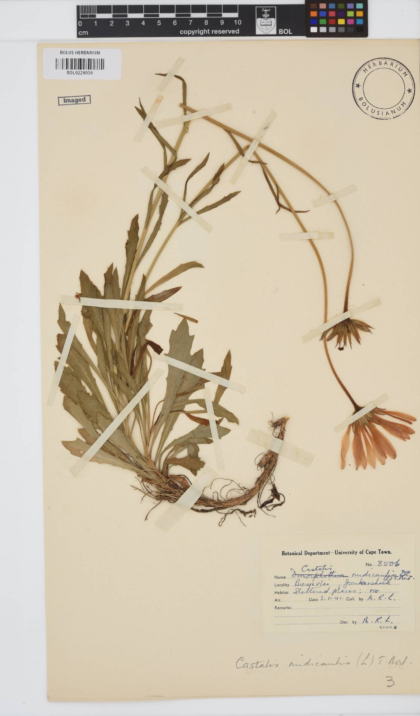 Dimorphotheca nudicaulis image