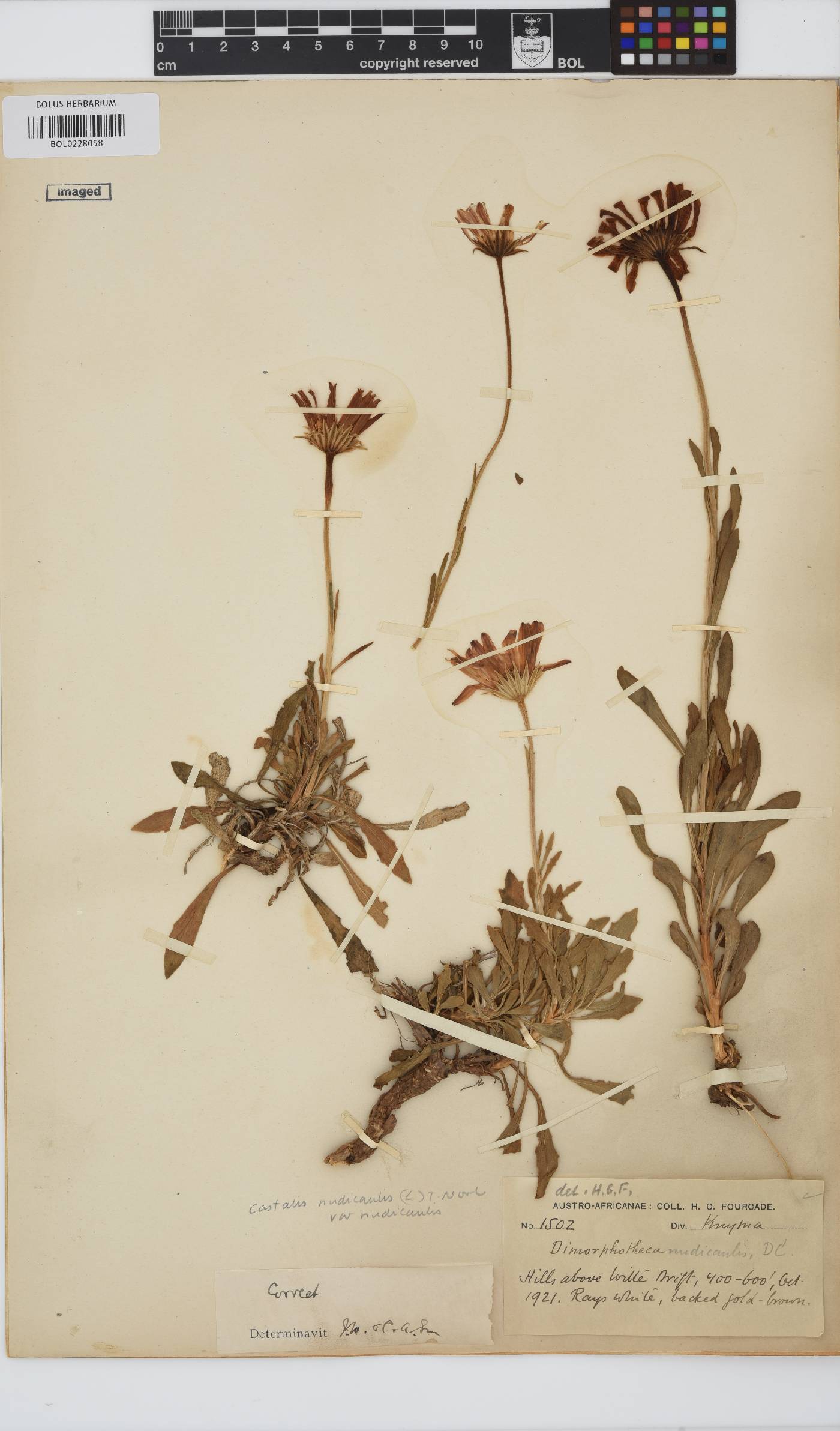 Dimorphotheca nudicaulis var. nudicaulis image