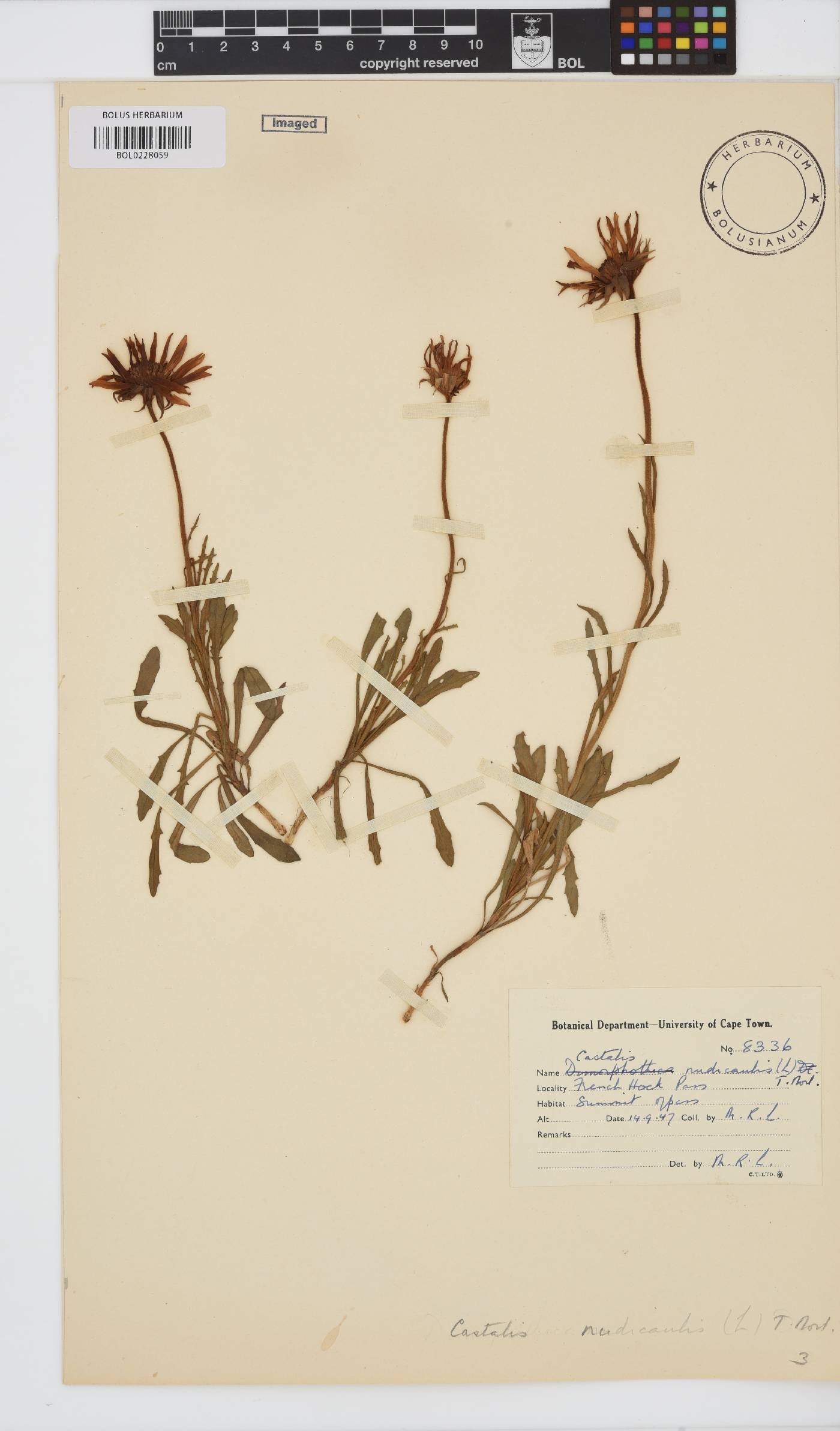 Dimorphotheca nudicaulis var. nudicaulis image