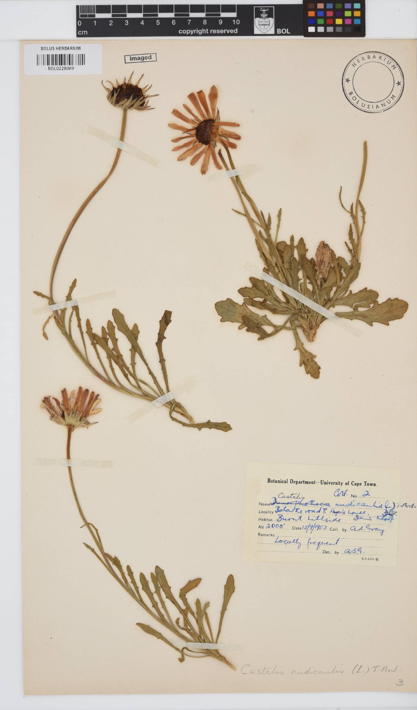 Dimorphotheca nudicaulis image