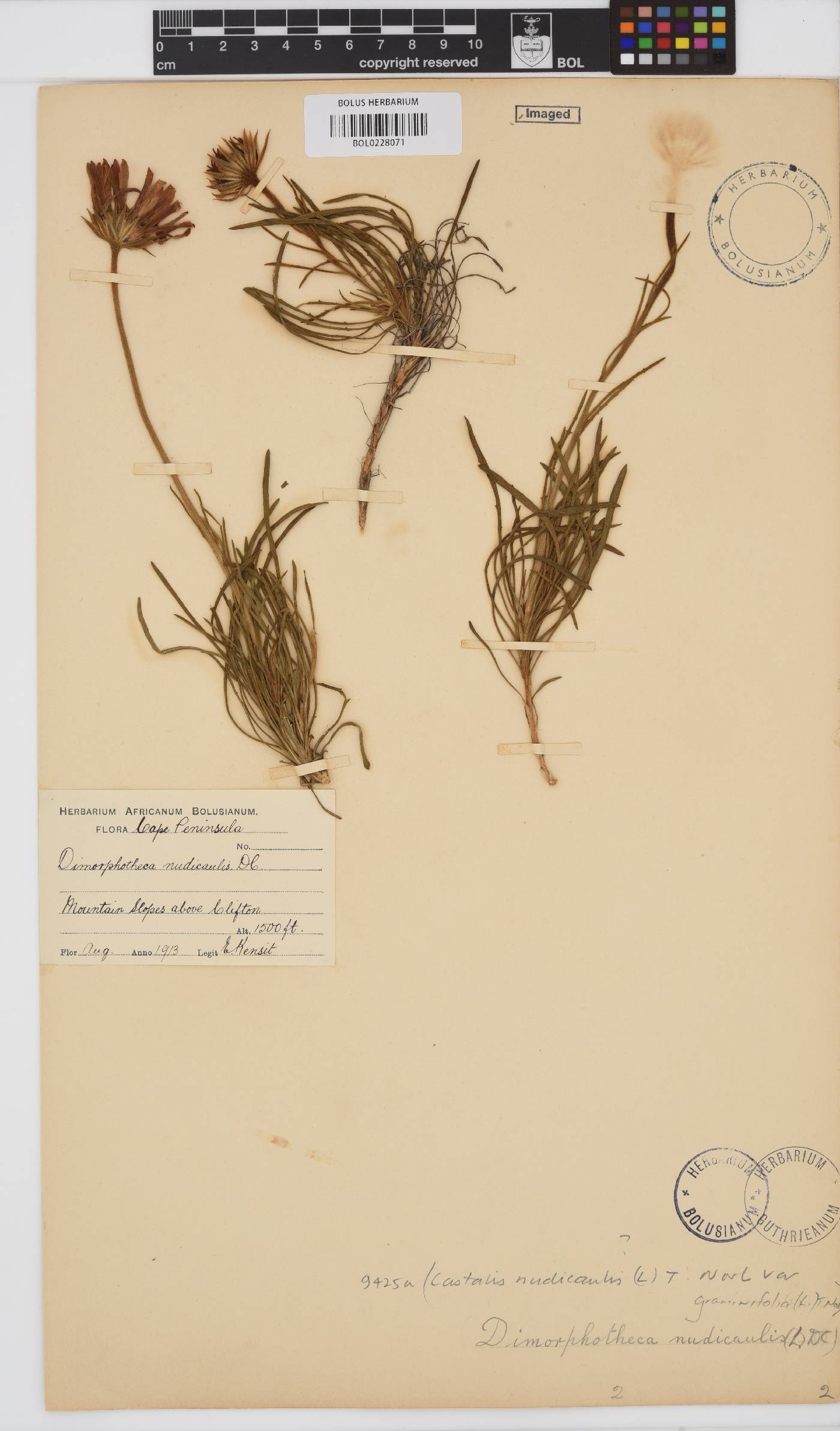 Dimorphotheca nudicaulis var. graminifolia image