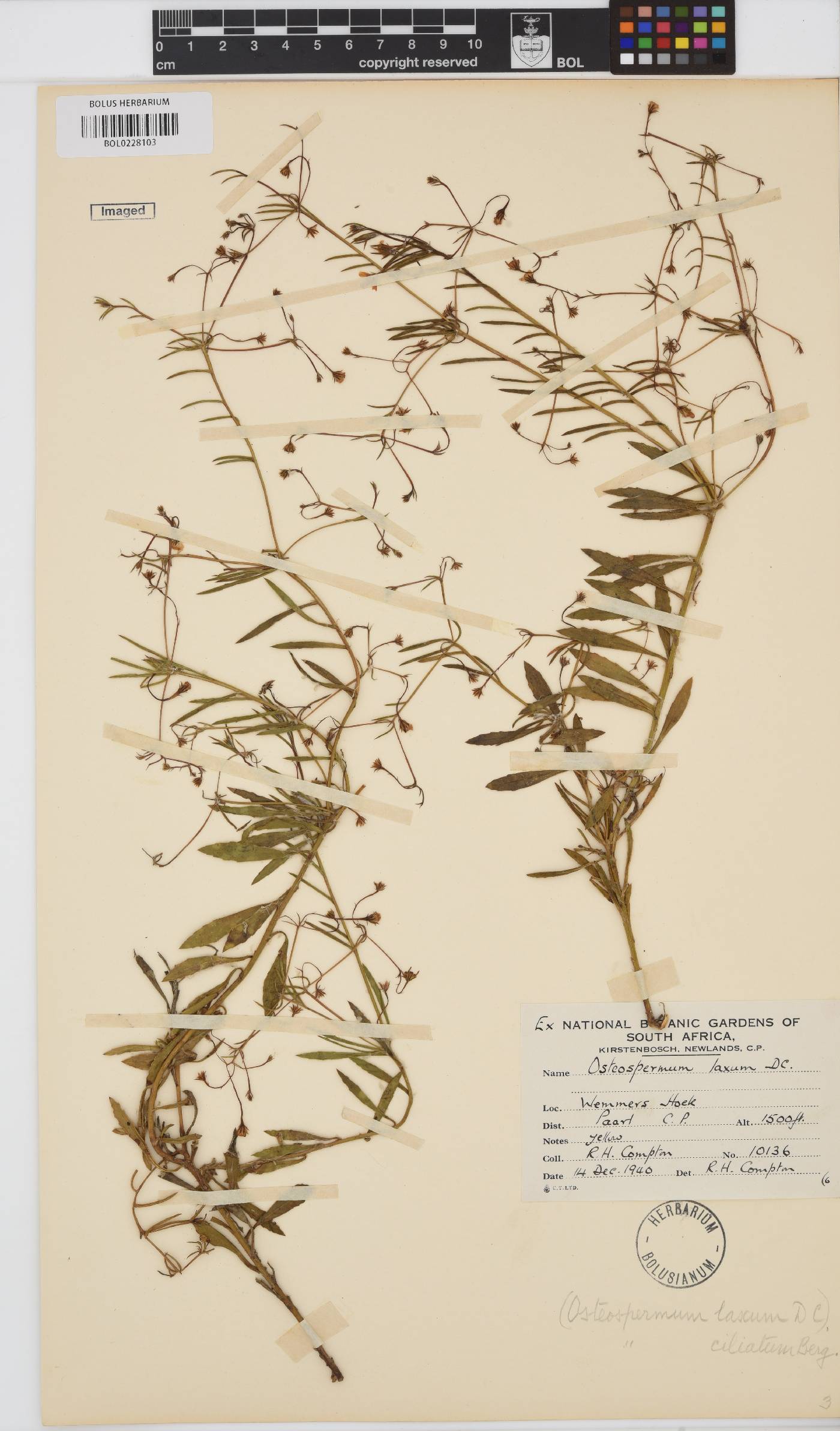 Osteospermum ciliatum image