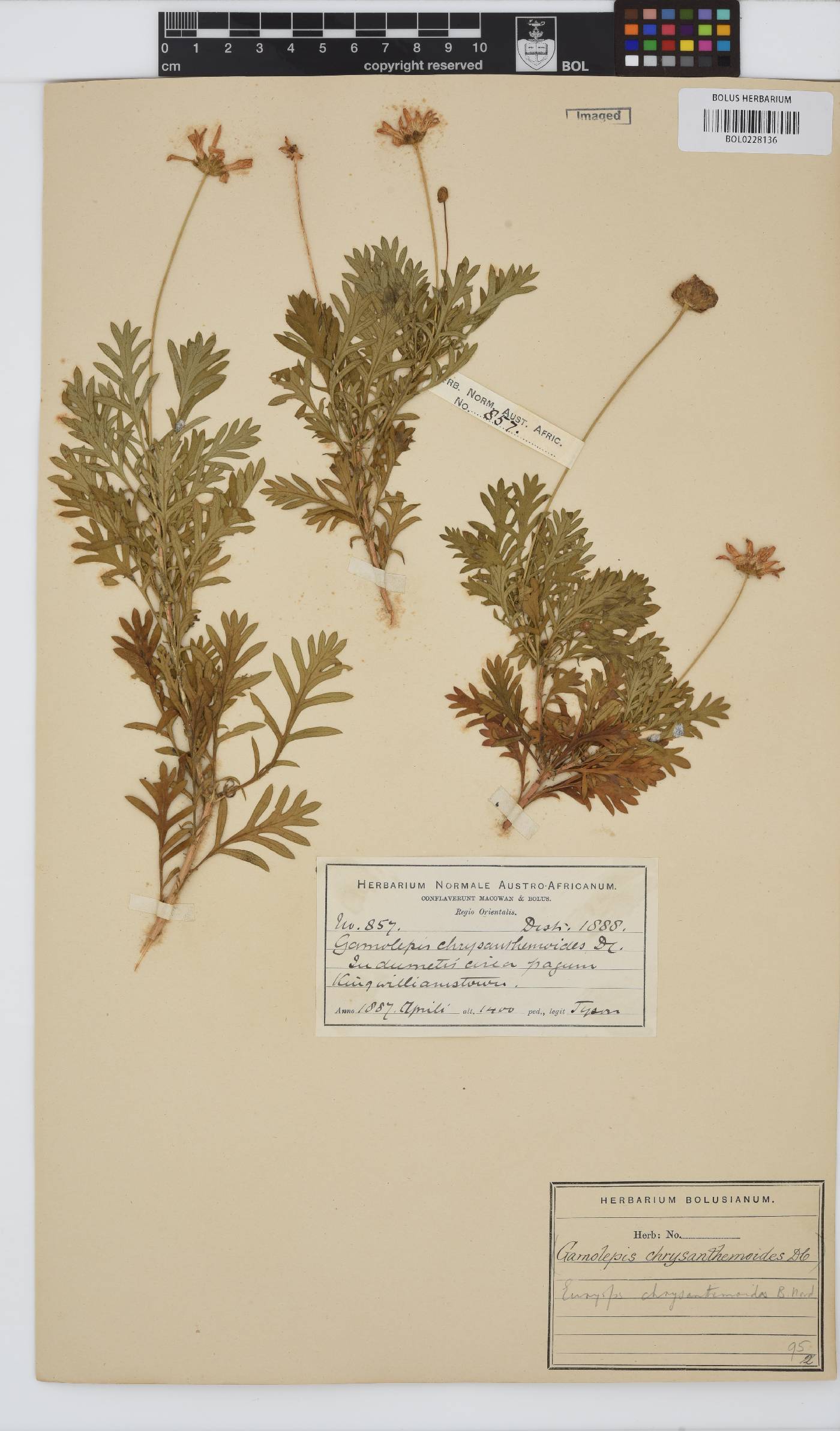 Euryops chrysanthemoides image