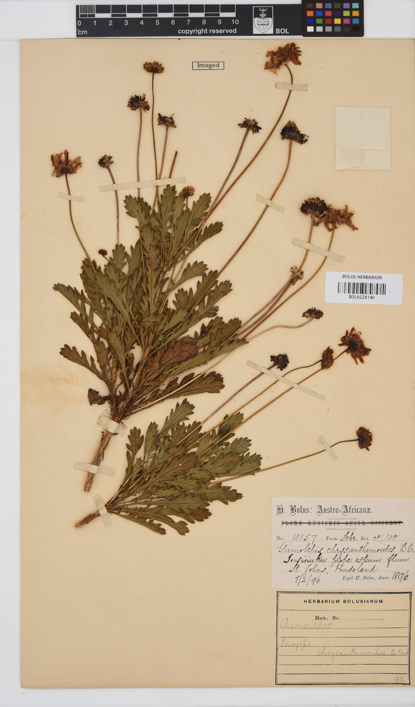 Euryops chrysanthemoides image