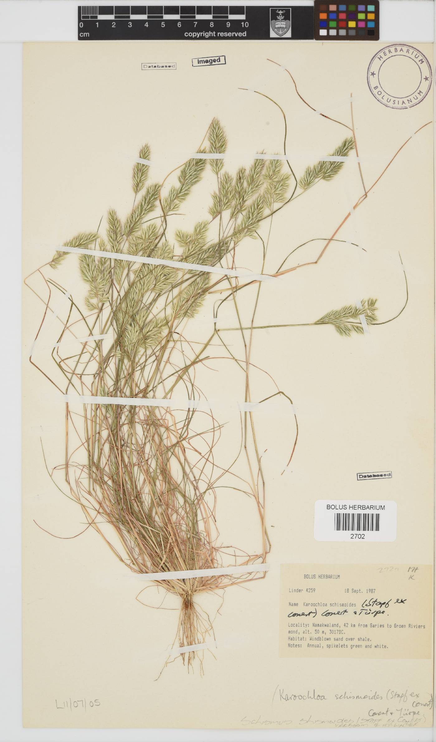 Schismus image