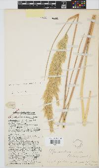 Capeochloa cincta image