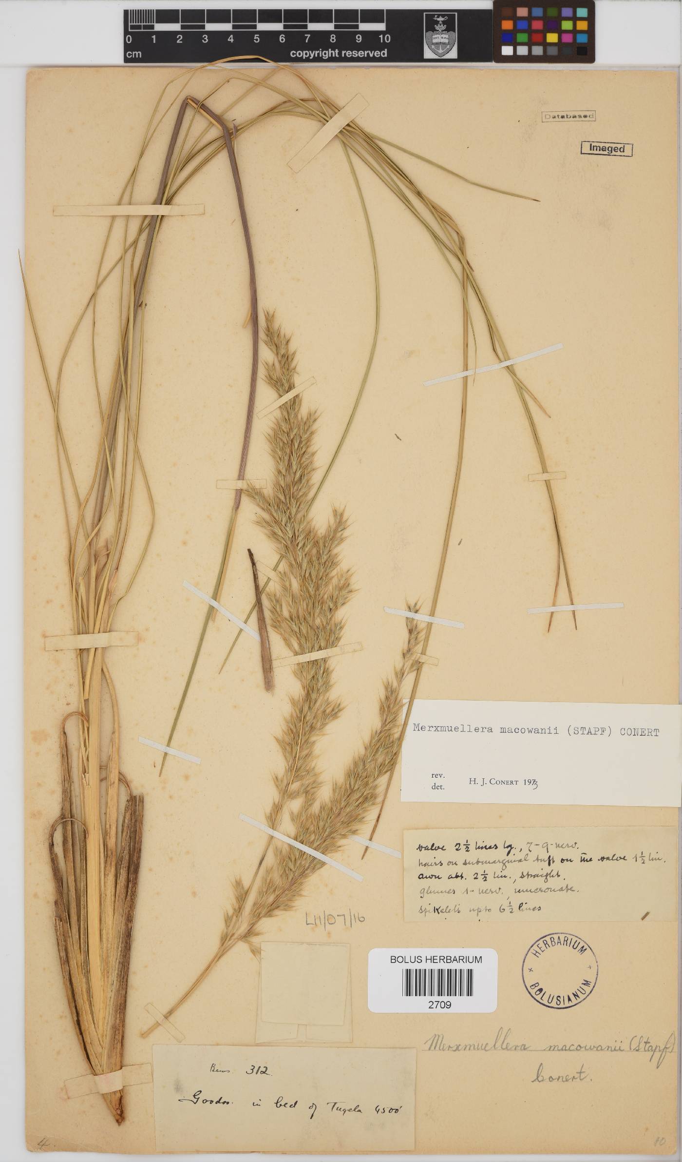 Merxmuellera macowanii image