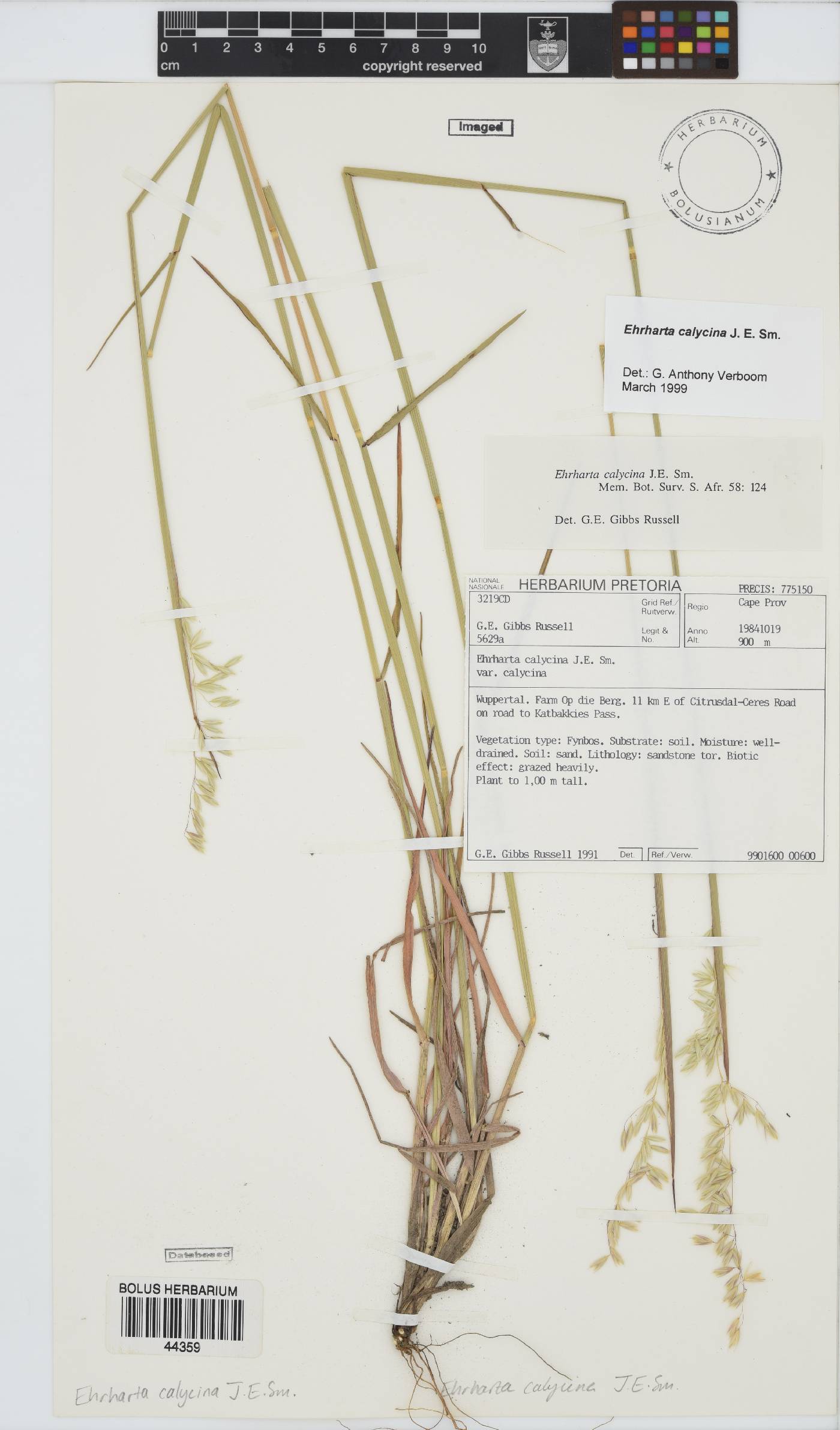 Ehrharta calycina image