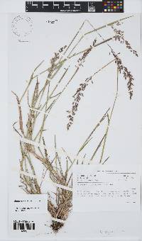 Ehrharta calycina image