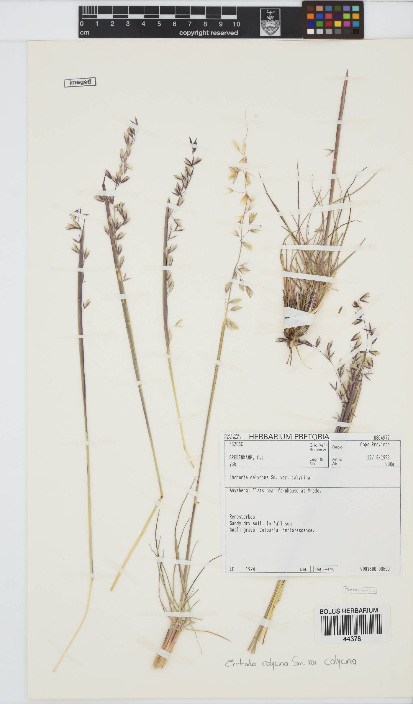 Ehrharta calycina image