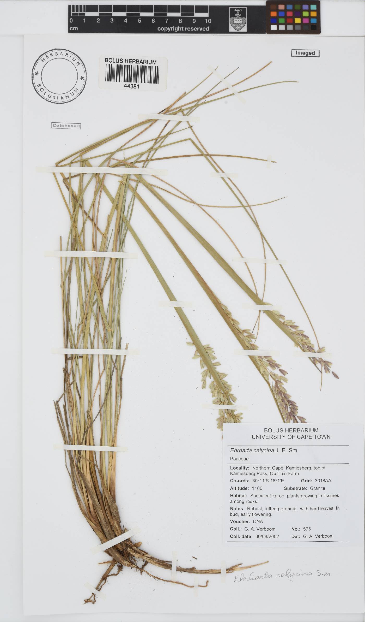 Ehrharta calycina image