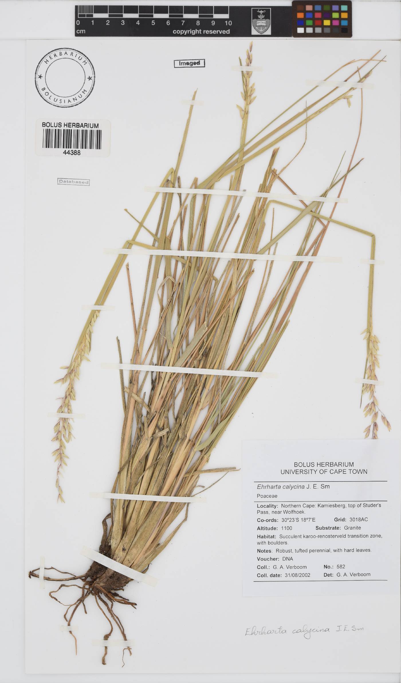 Ehrharta calycina image