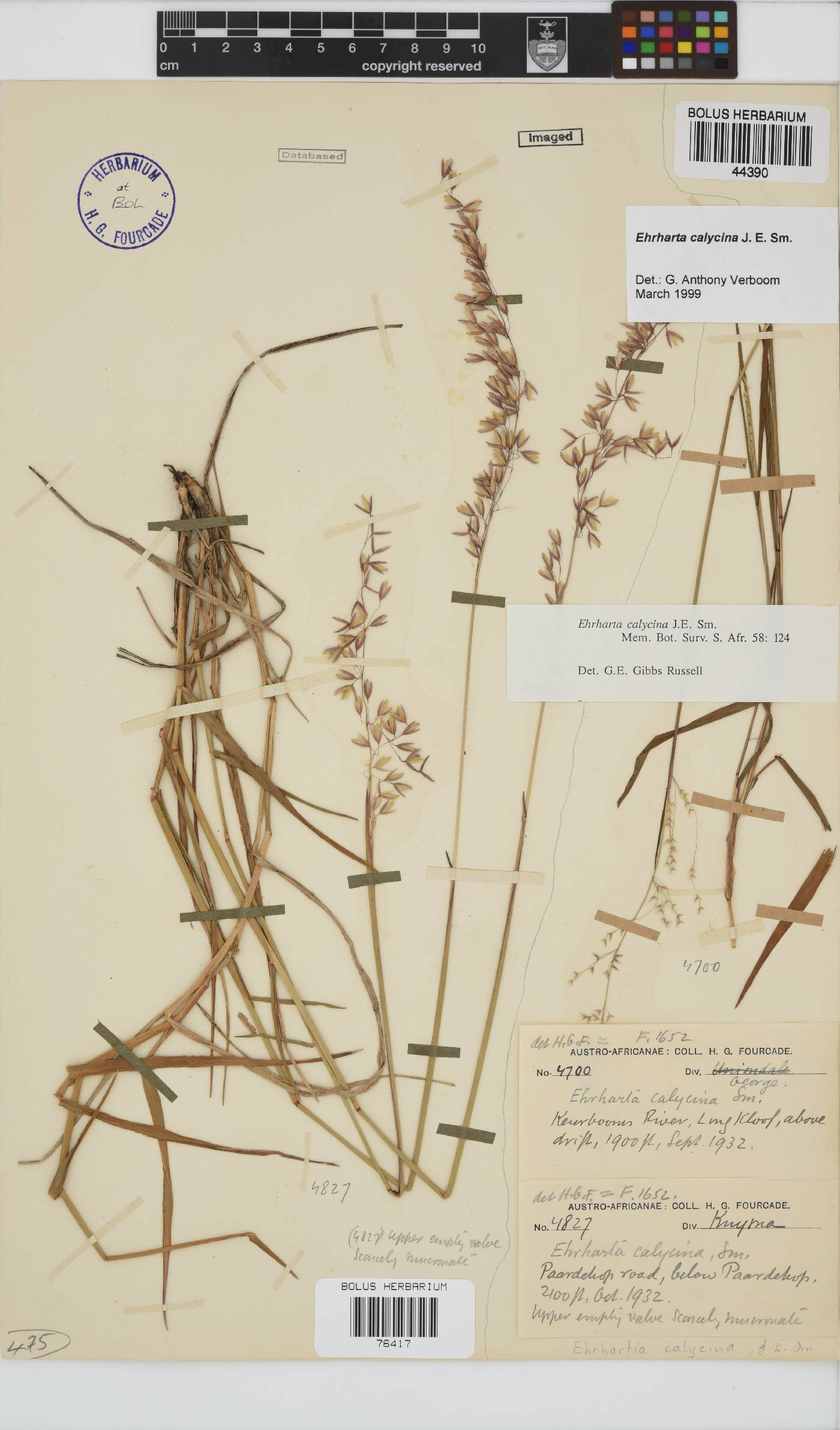 Ehrharta calycina image