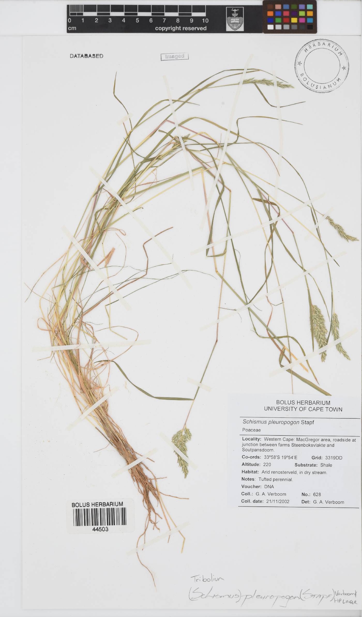 Tribolium curvum image