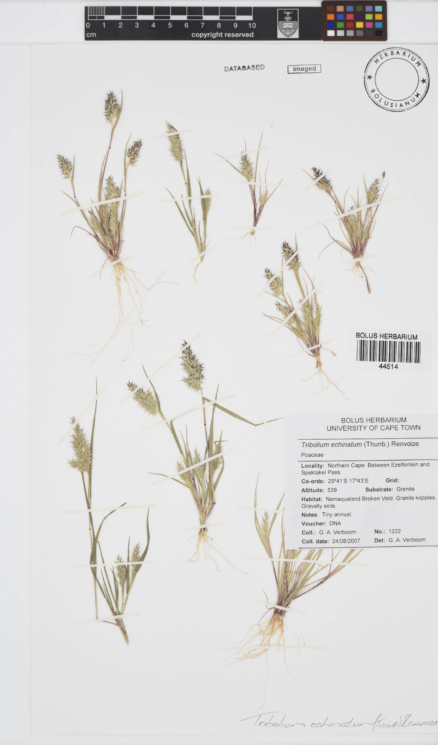 Tribolium echinatum image