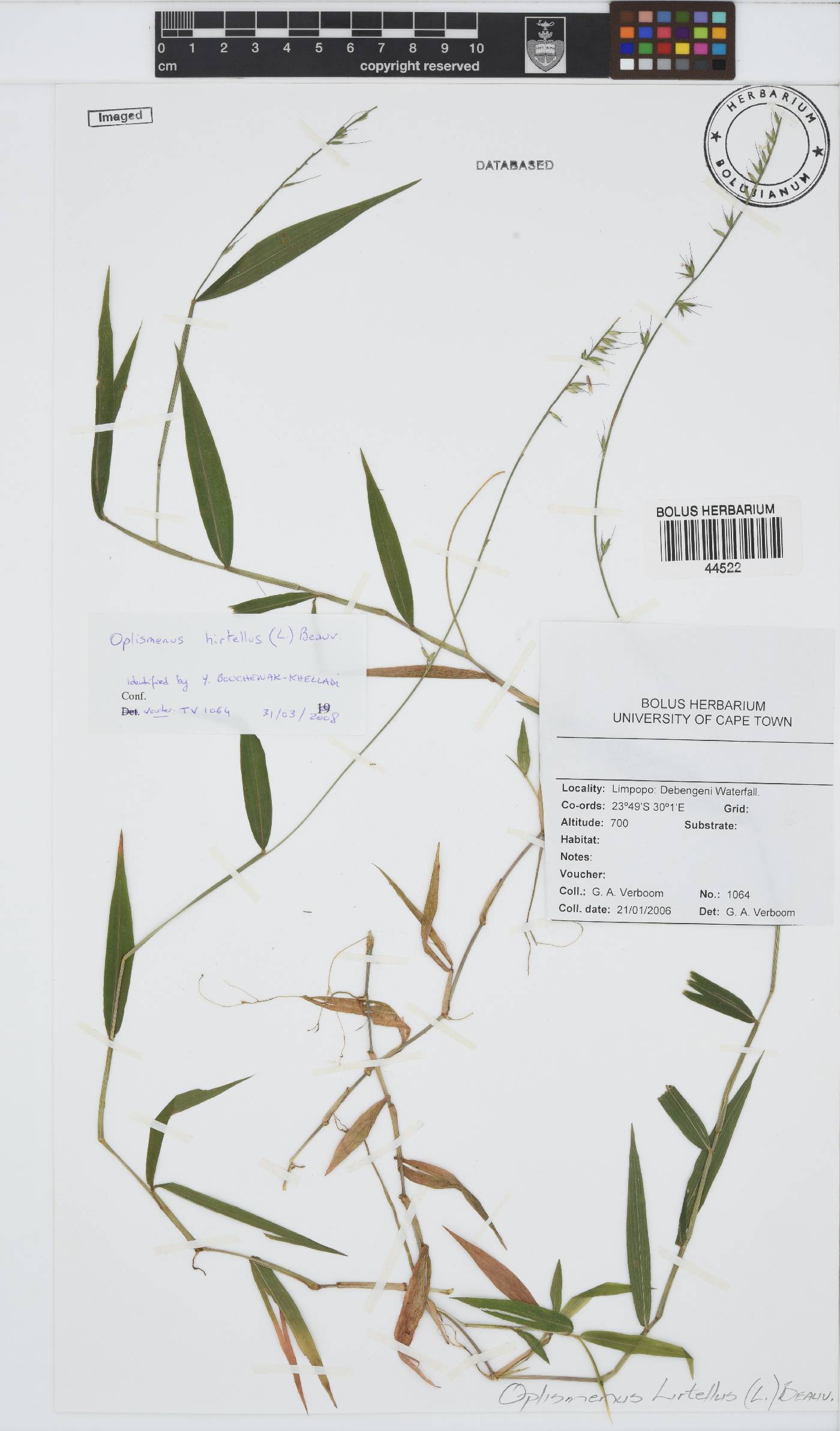 Oplismenus hirtellus image
