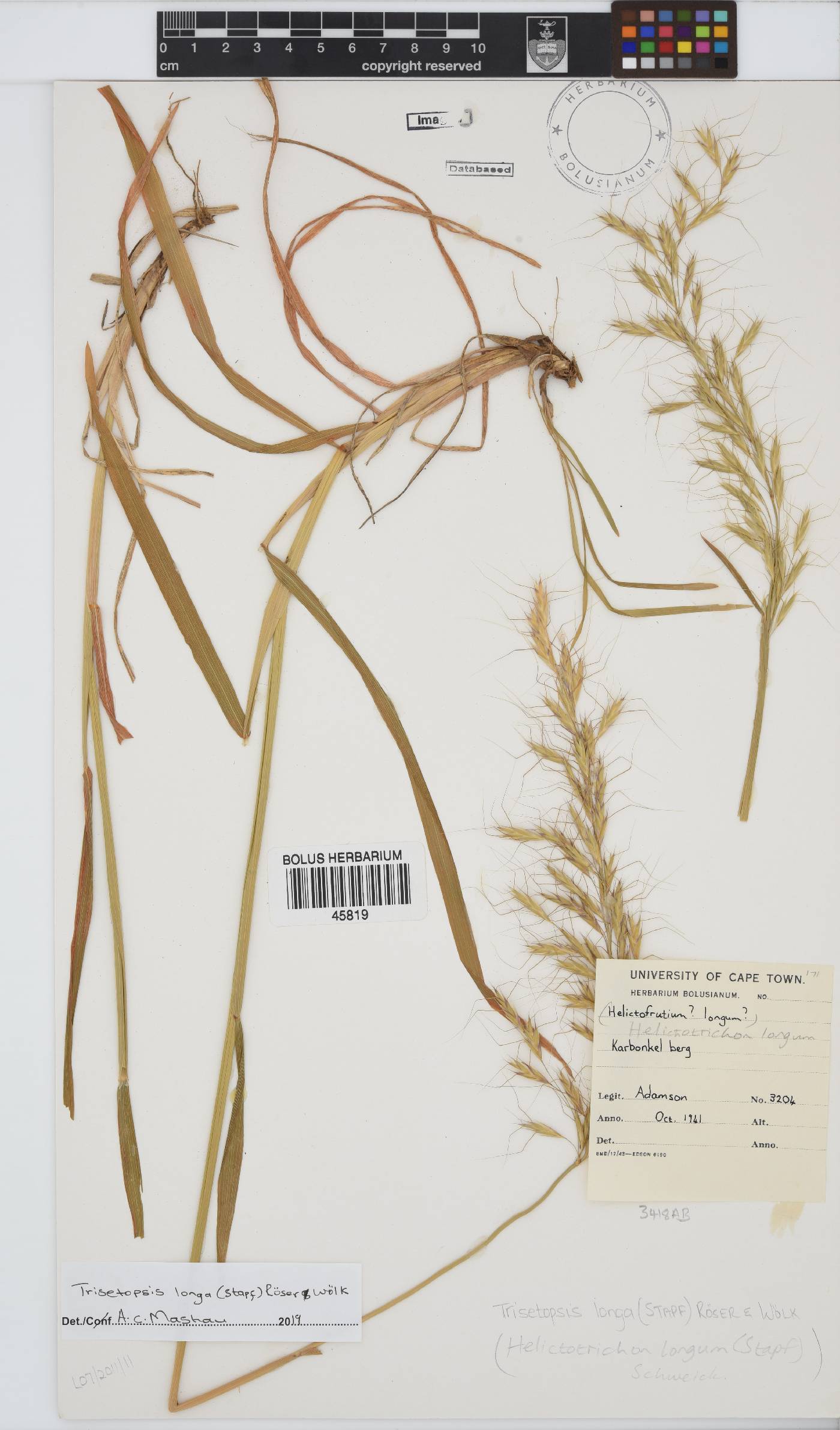 Trisetopsis longa image