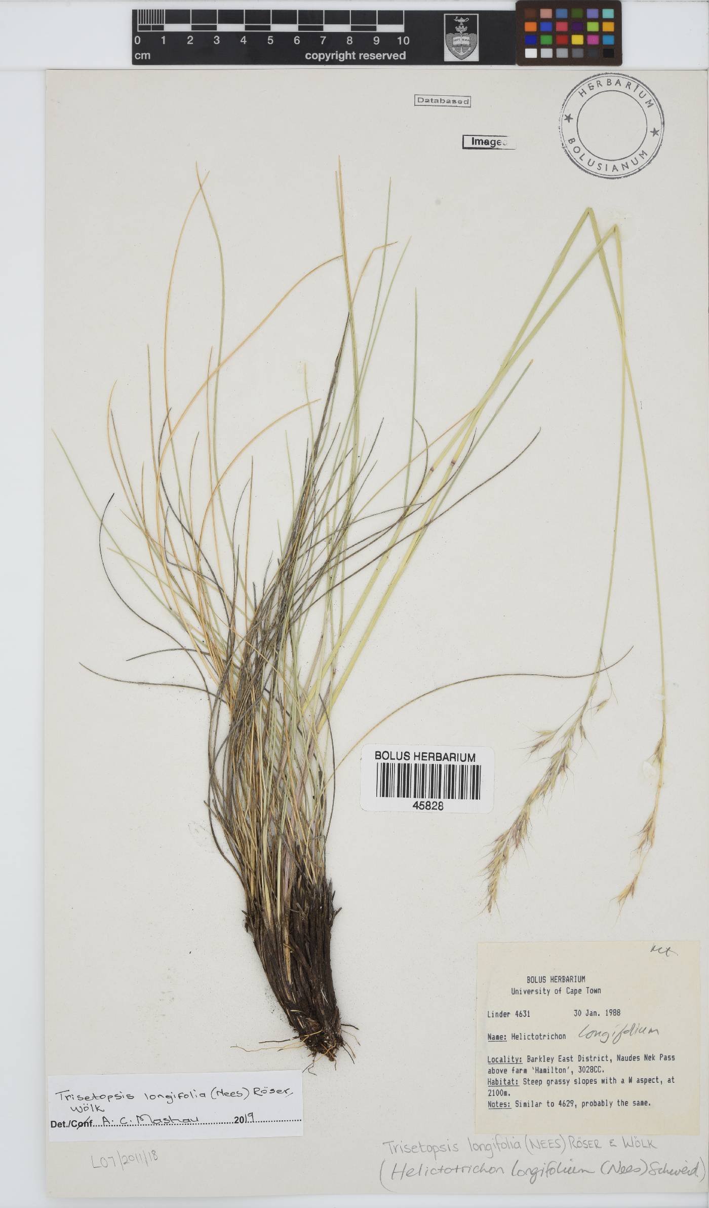 Trisetopsis longifolia image