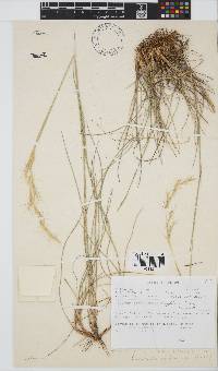 Trisetopsis longifolia image