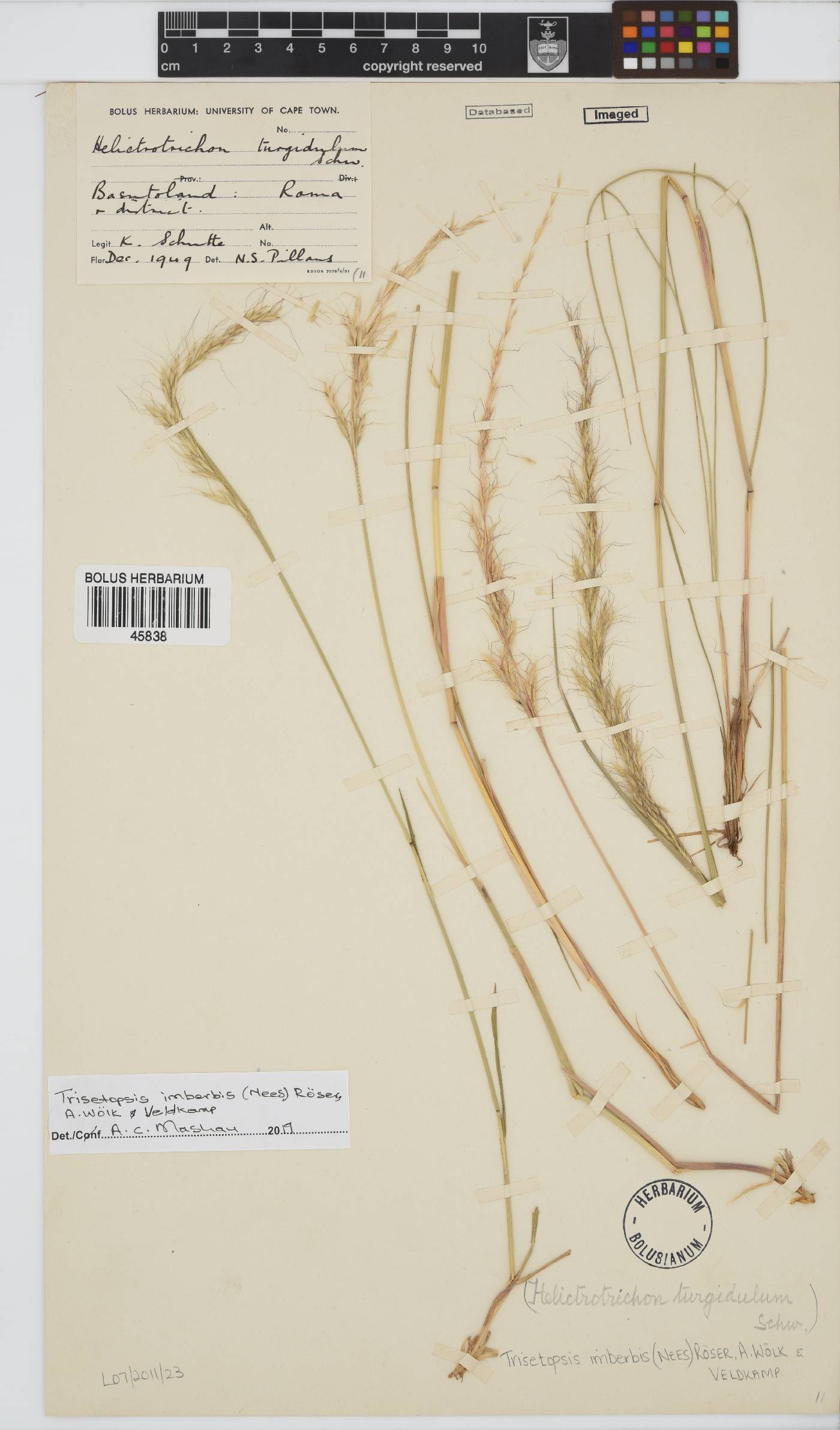 Trisetopsis imberbis image
