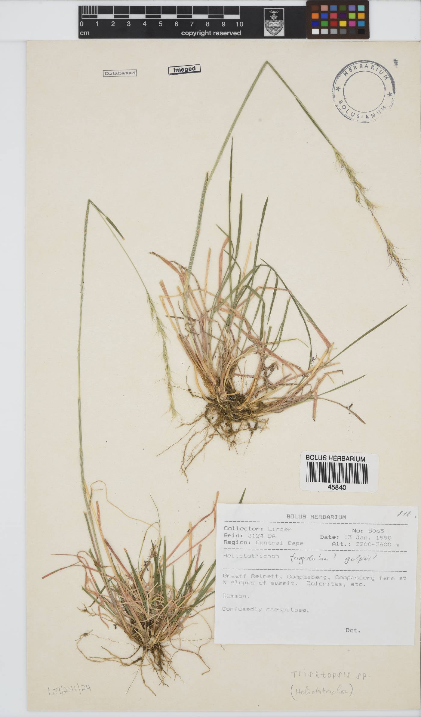 Trisetopsis image